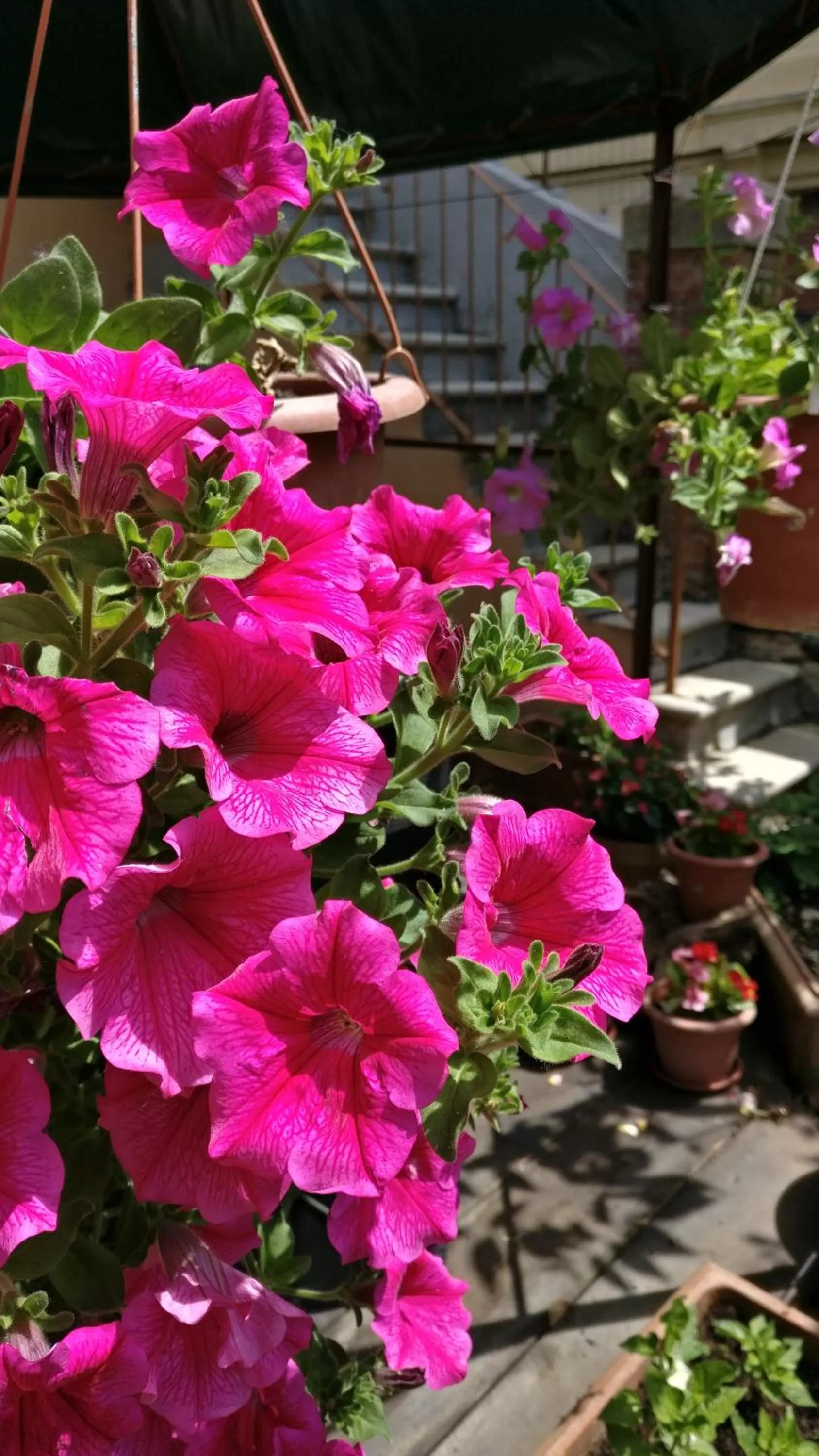 Garden in La Chicca B&B Siena