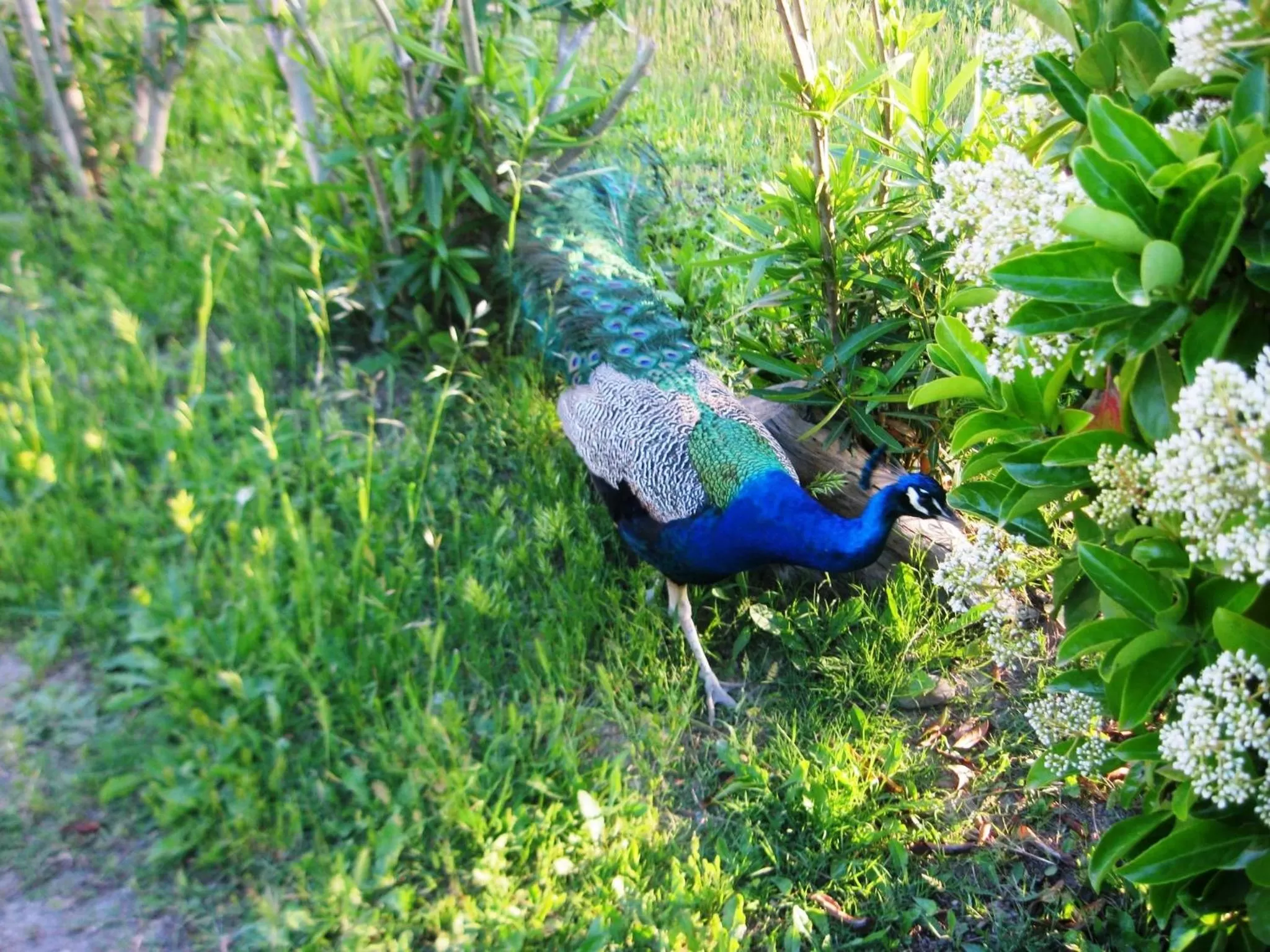 Spring in Hotel Tenuta San Francesco