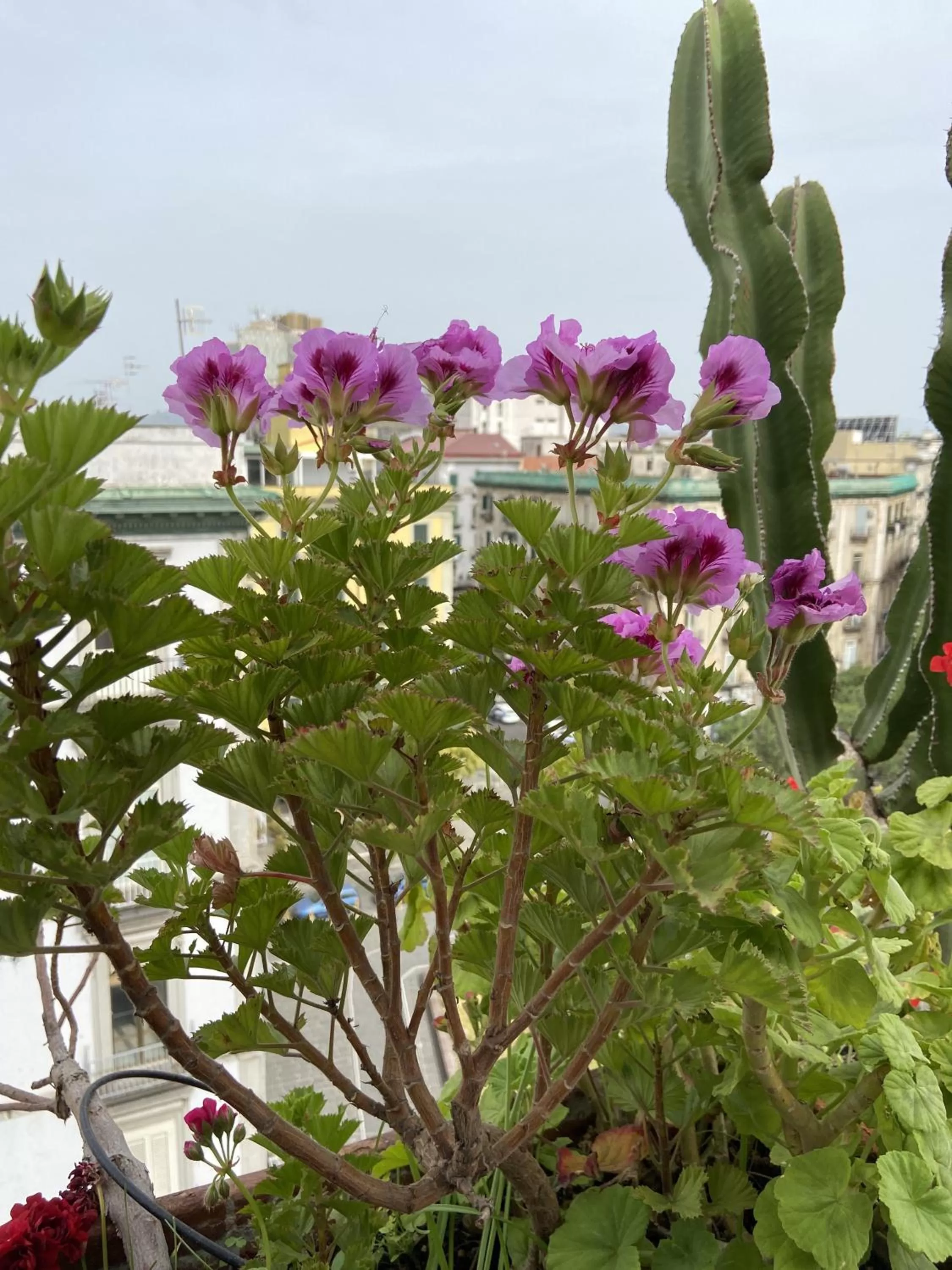 Balcony/Terrace in Up Hotel
