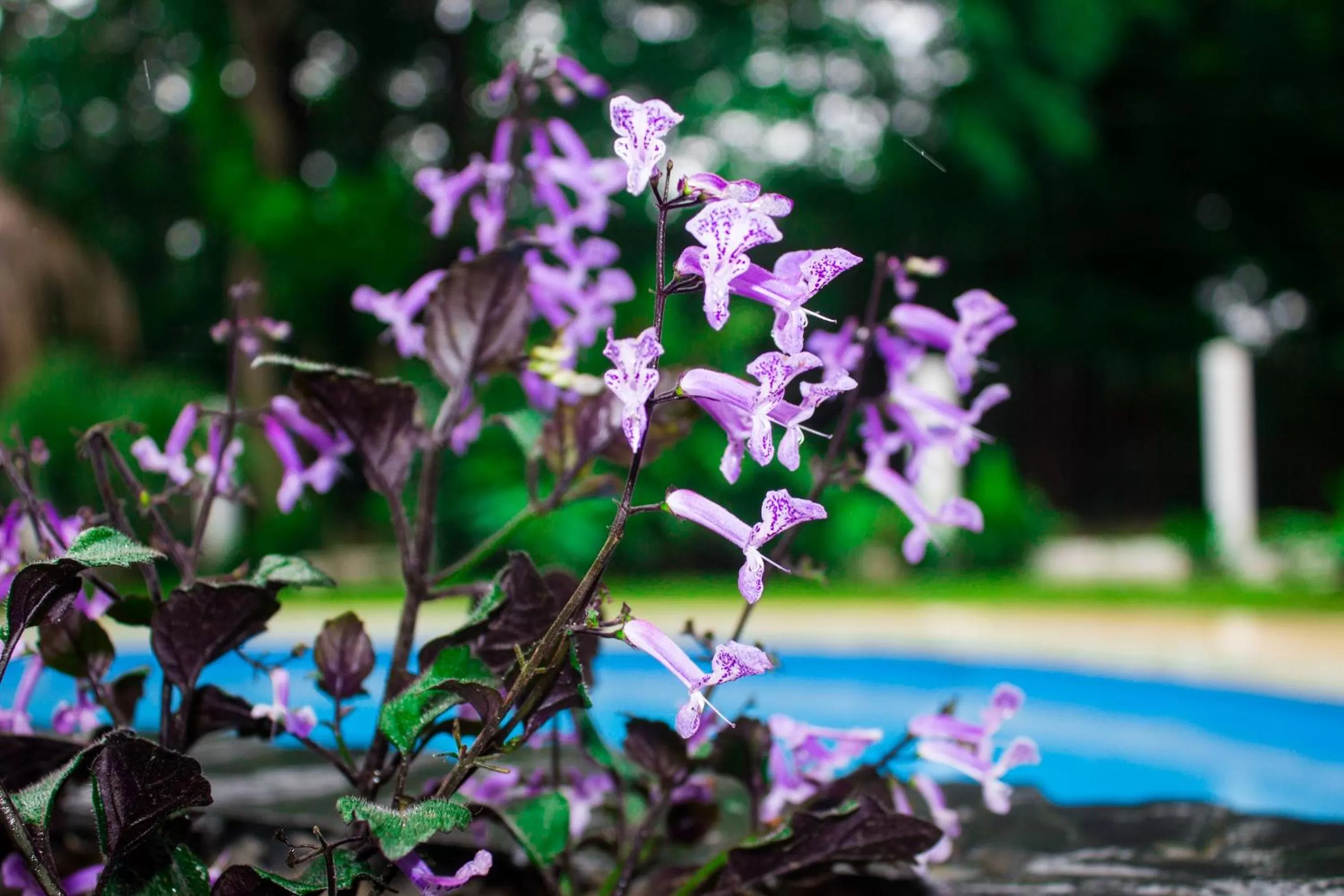 Swimming pool in Hotel-Boutique Patampa