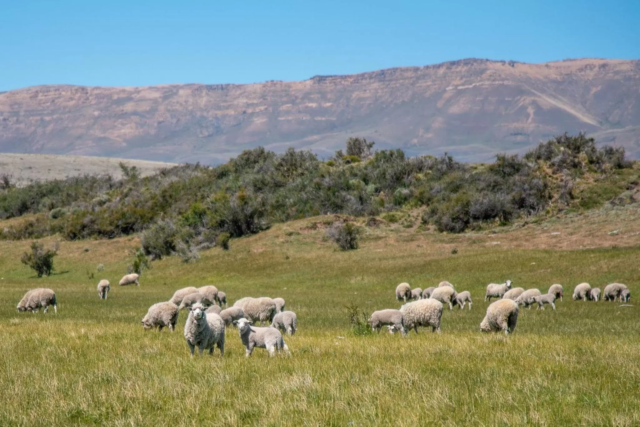 Other Animals in Hostería El Galpón Del Glaciar