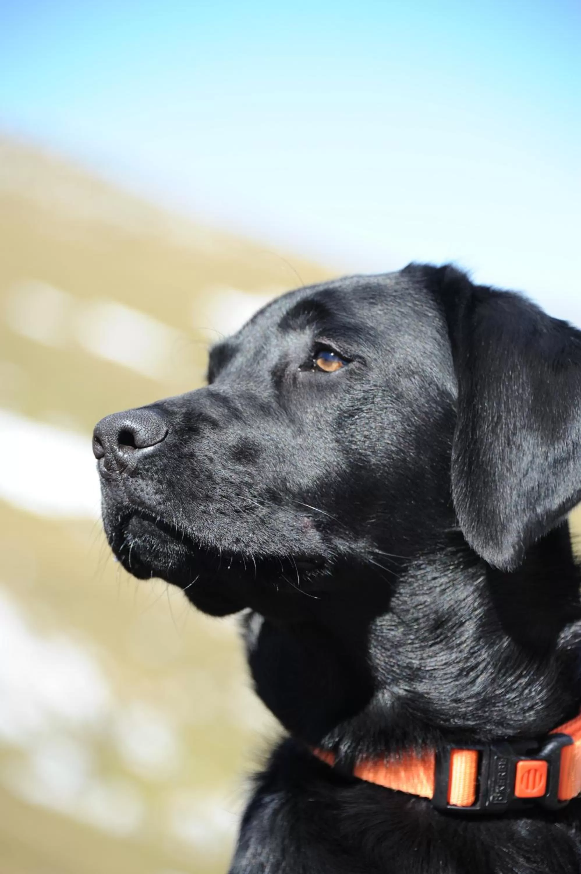 Pets in Gasthof Teufl