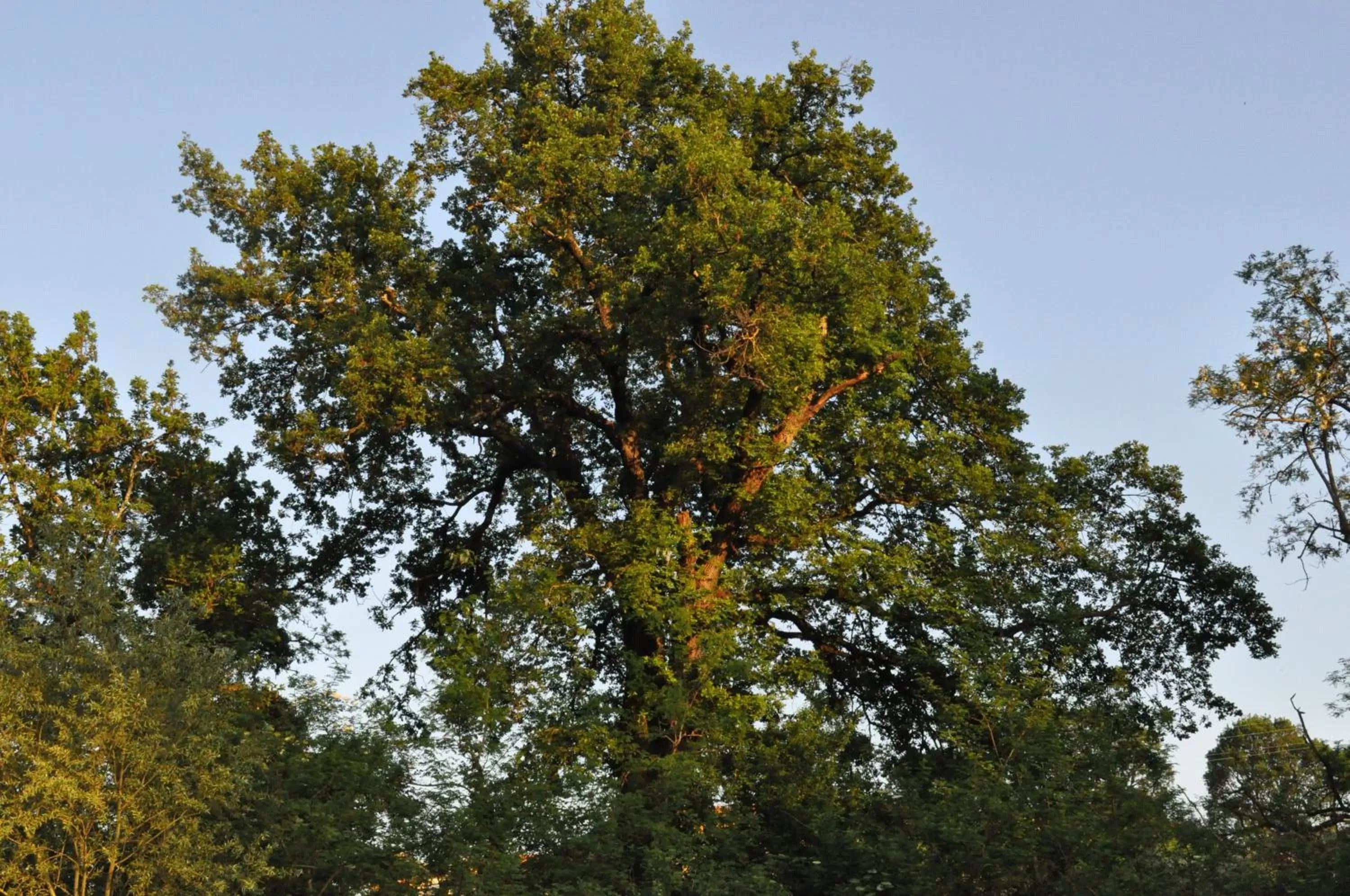 Garden in Armonie di Villa Incontri B&B