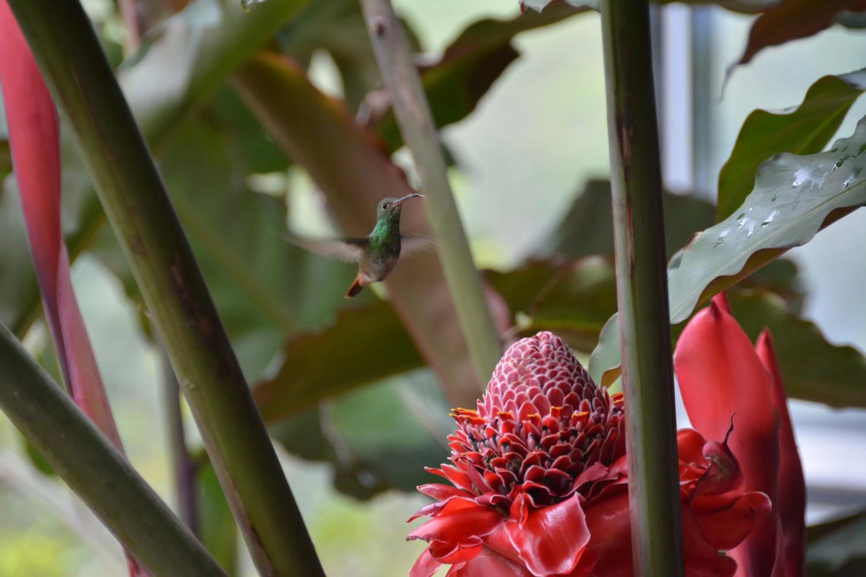 Animals in Hosteria Florecer