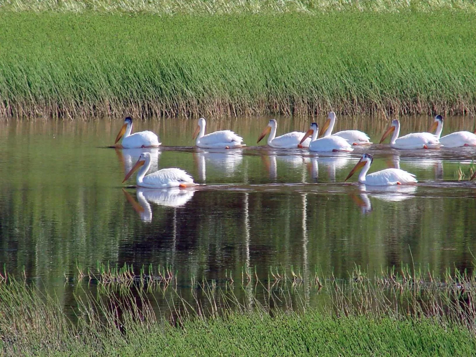 Animals in Eagle's Nest Resort