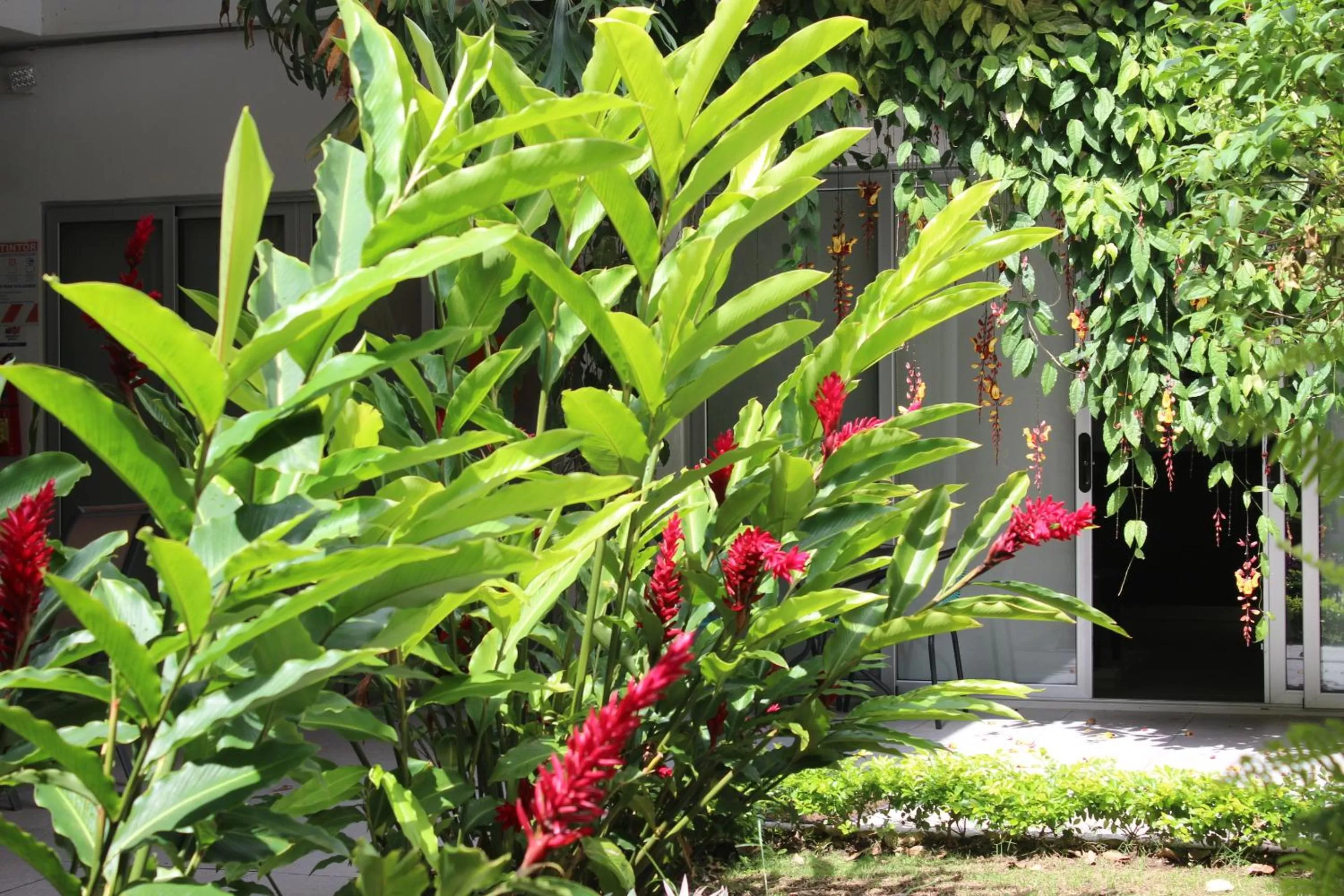 Garden in Cando Living Apartments in Central Avenue