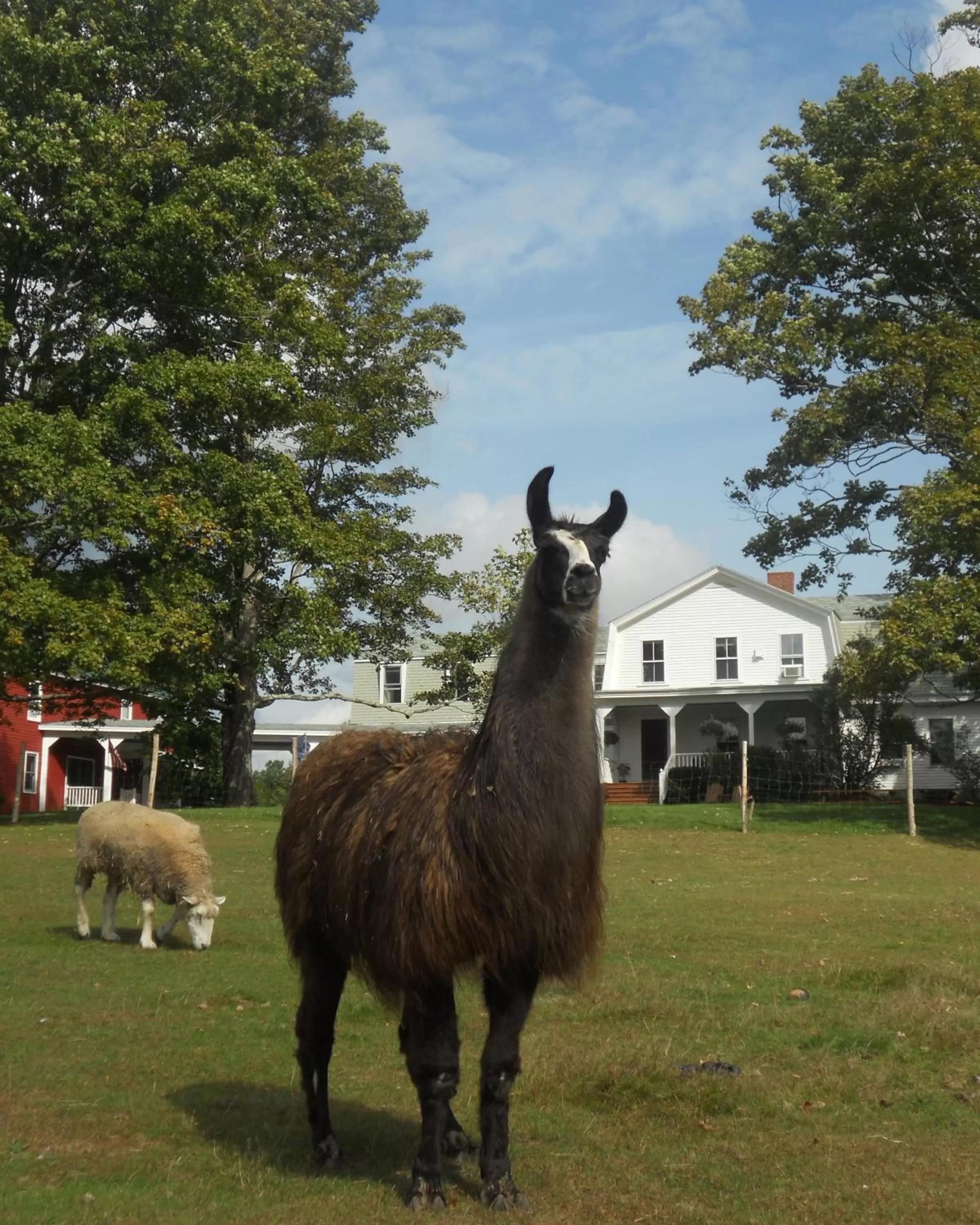Animals in Maple Hill Farm Inn
