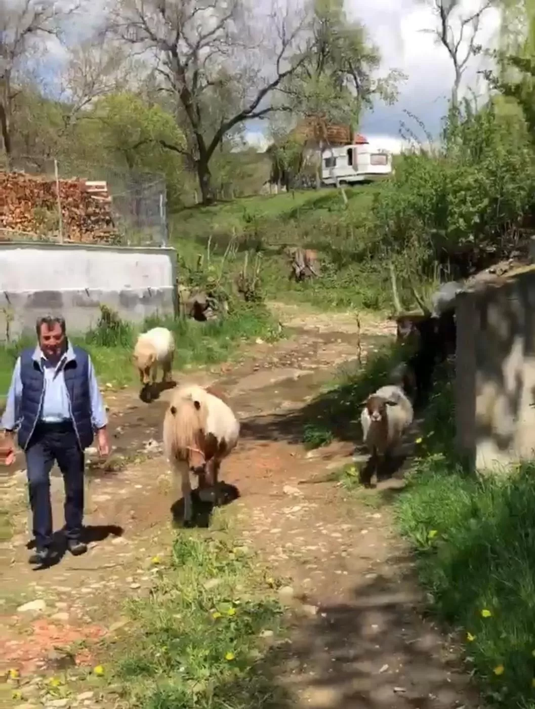 Property building, Other Animals in Pensiunea SilvAnka