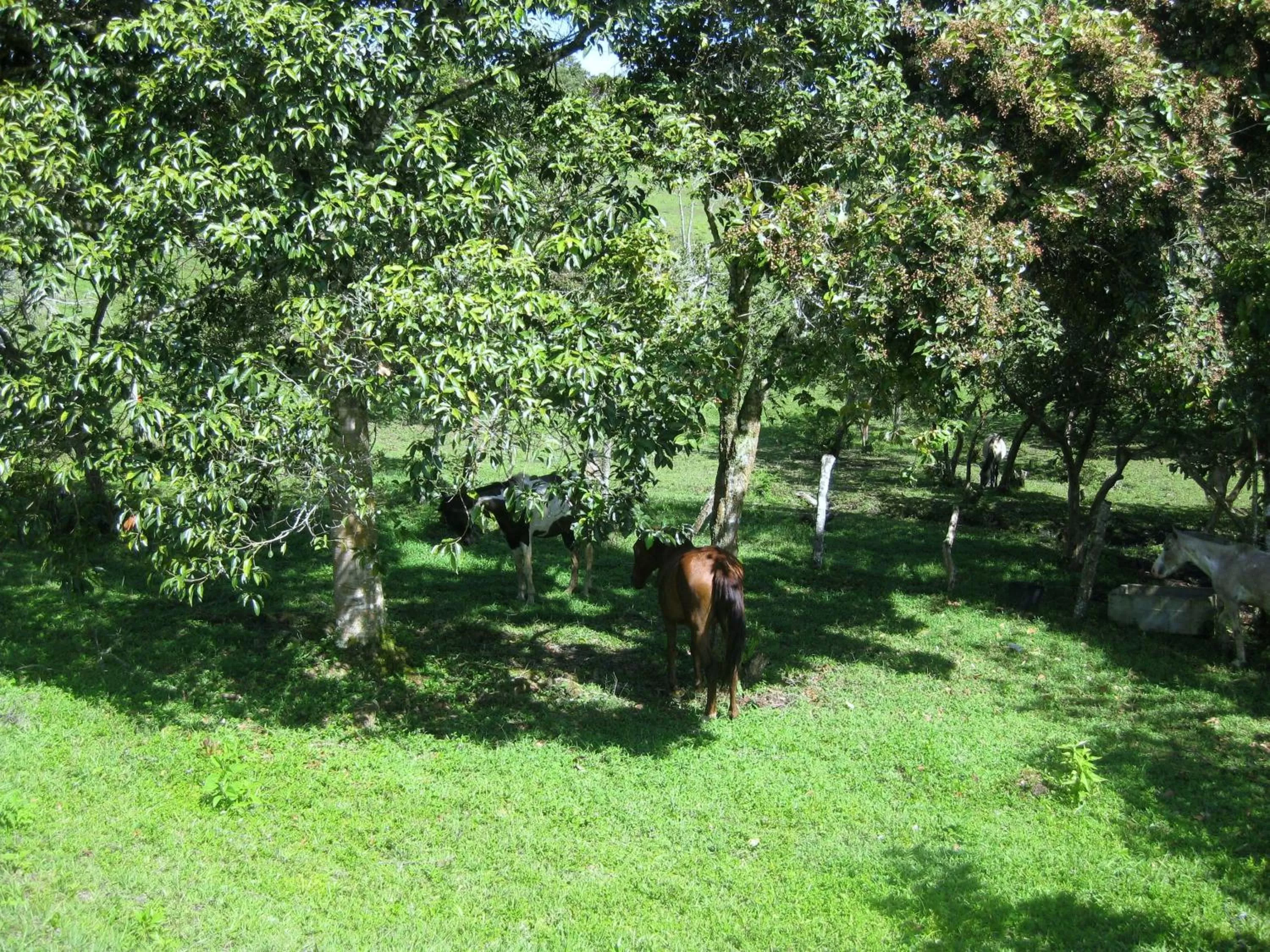 Area and facilities in Finca El Cielo