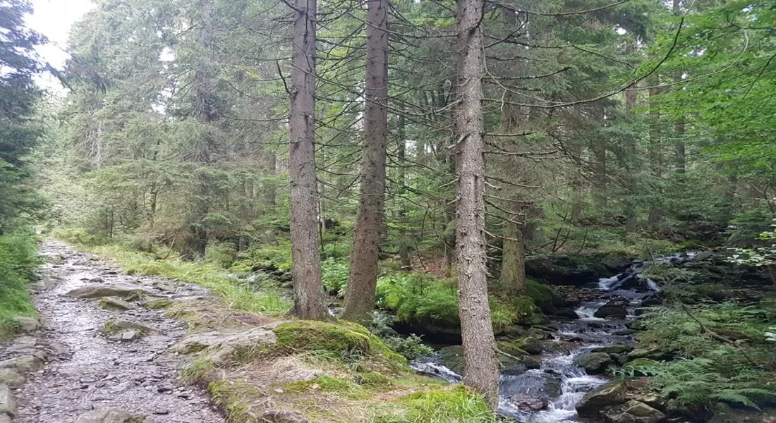 Natural Landscape in Hotel Sonnleitn