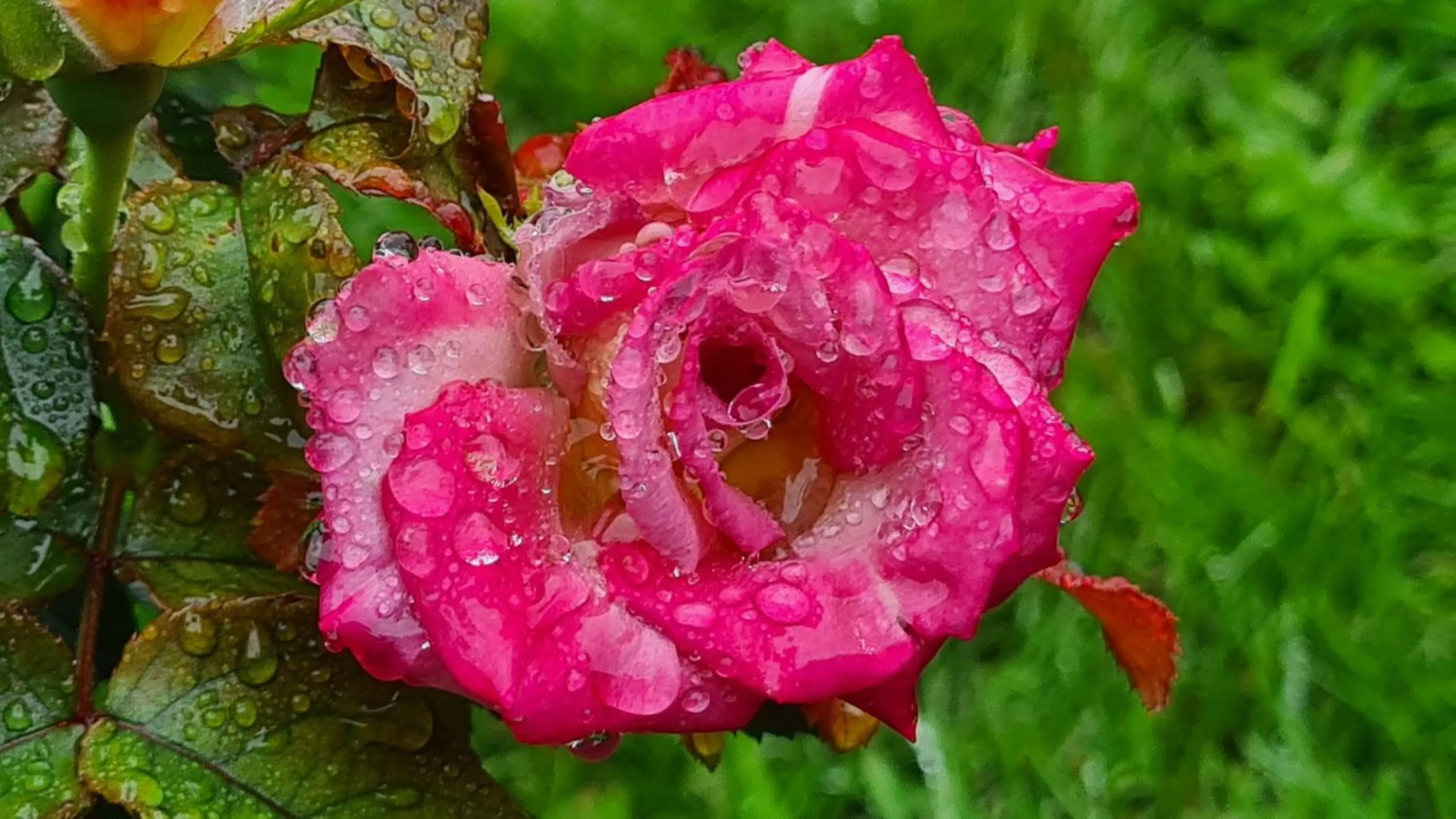 Garden in lesroses1680