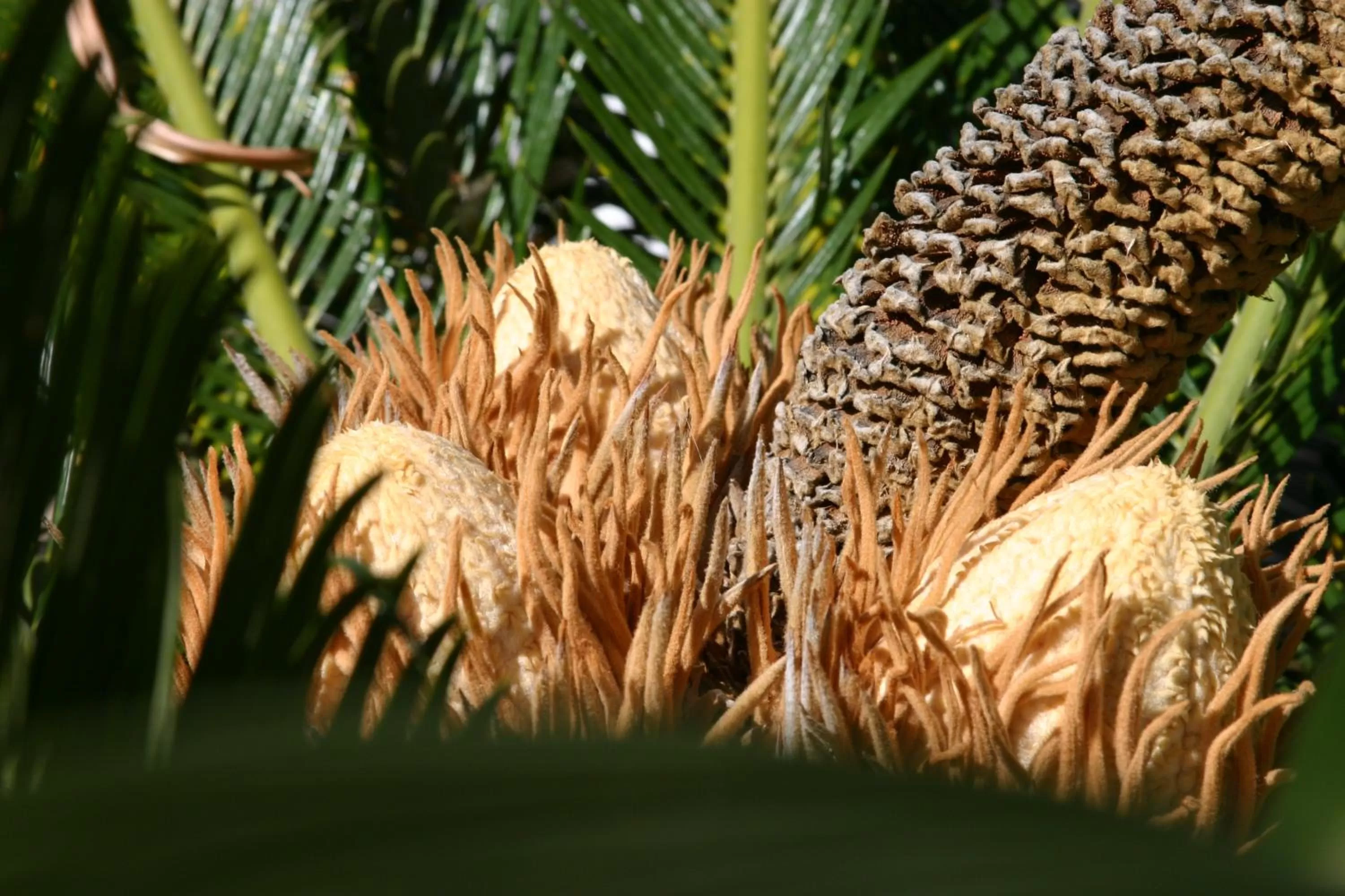 Birdcage Gay Men Resort and Lifestyle Hotel