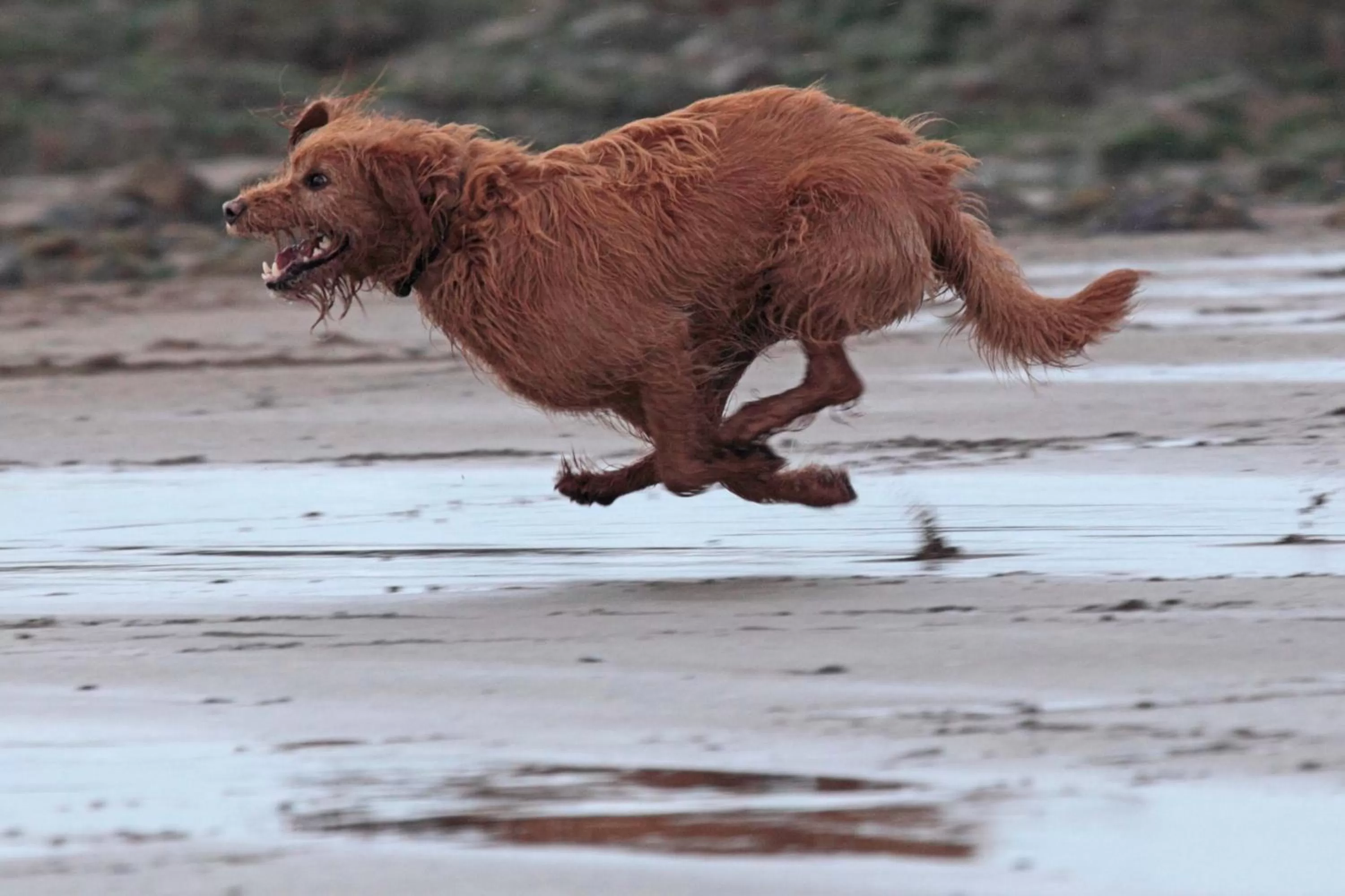 Pets in Lovaton Farmhouse