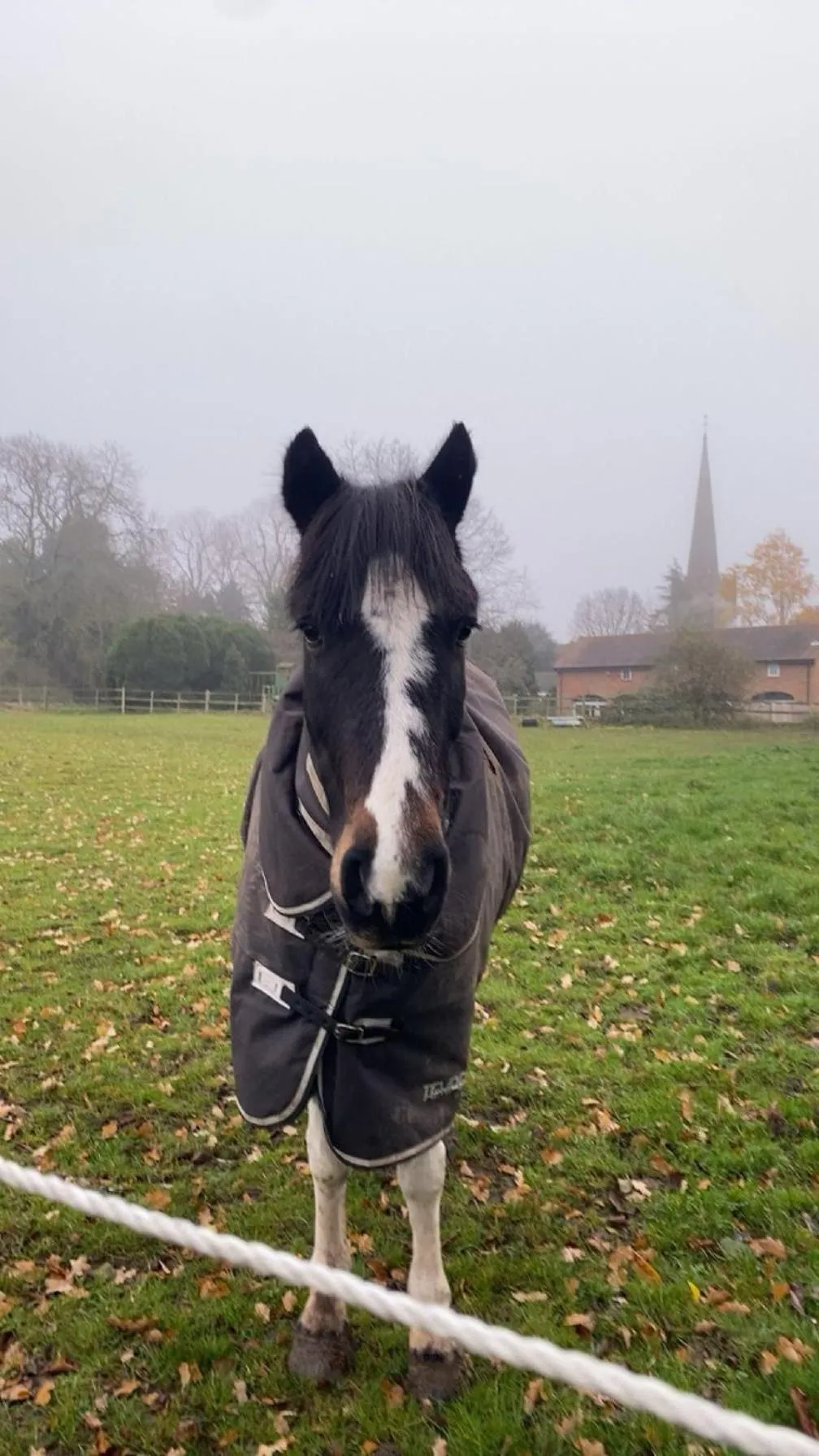 Animals in Church Farm Accommodation