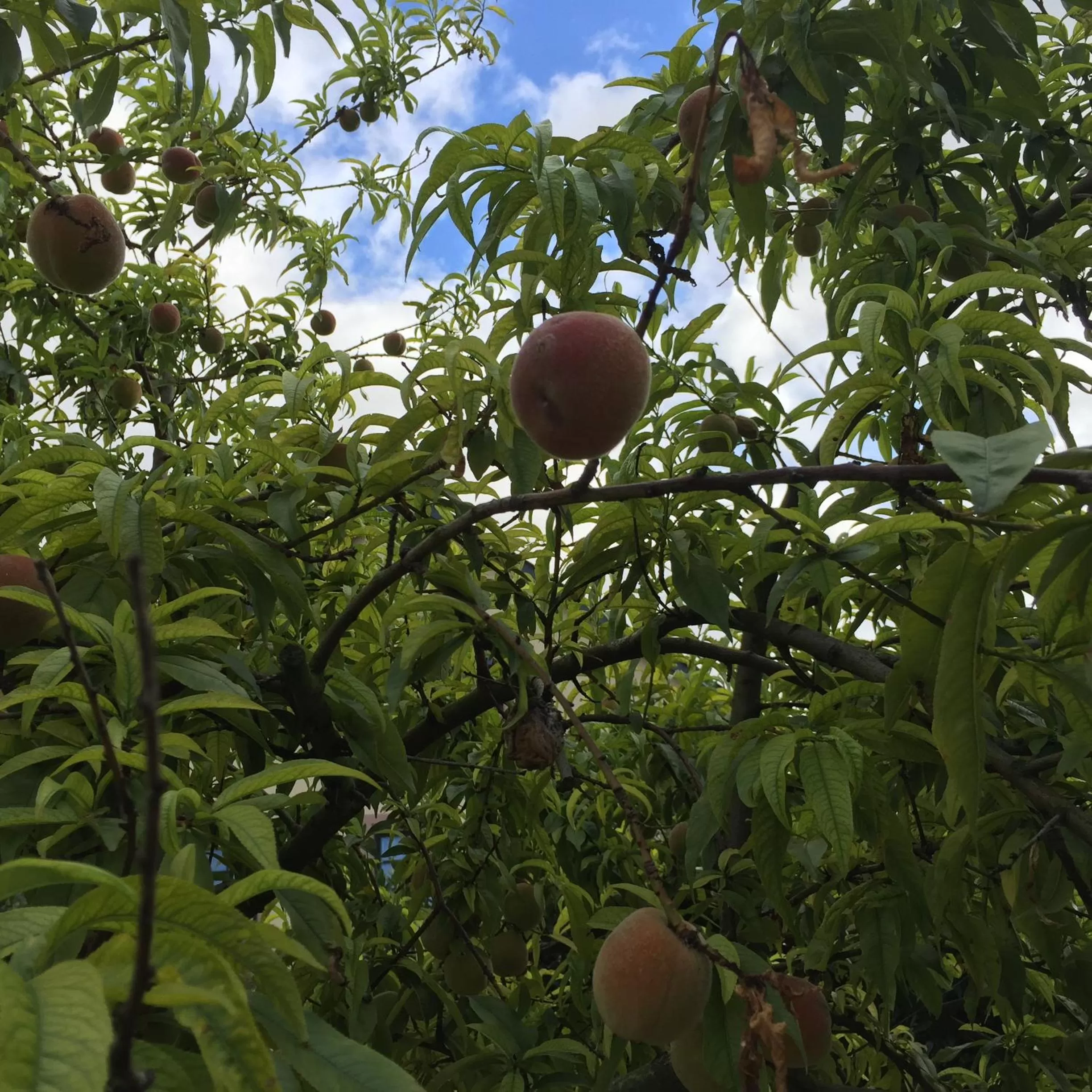 Garden in Jugendstil-Hof