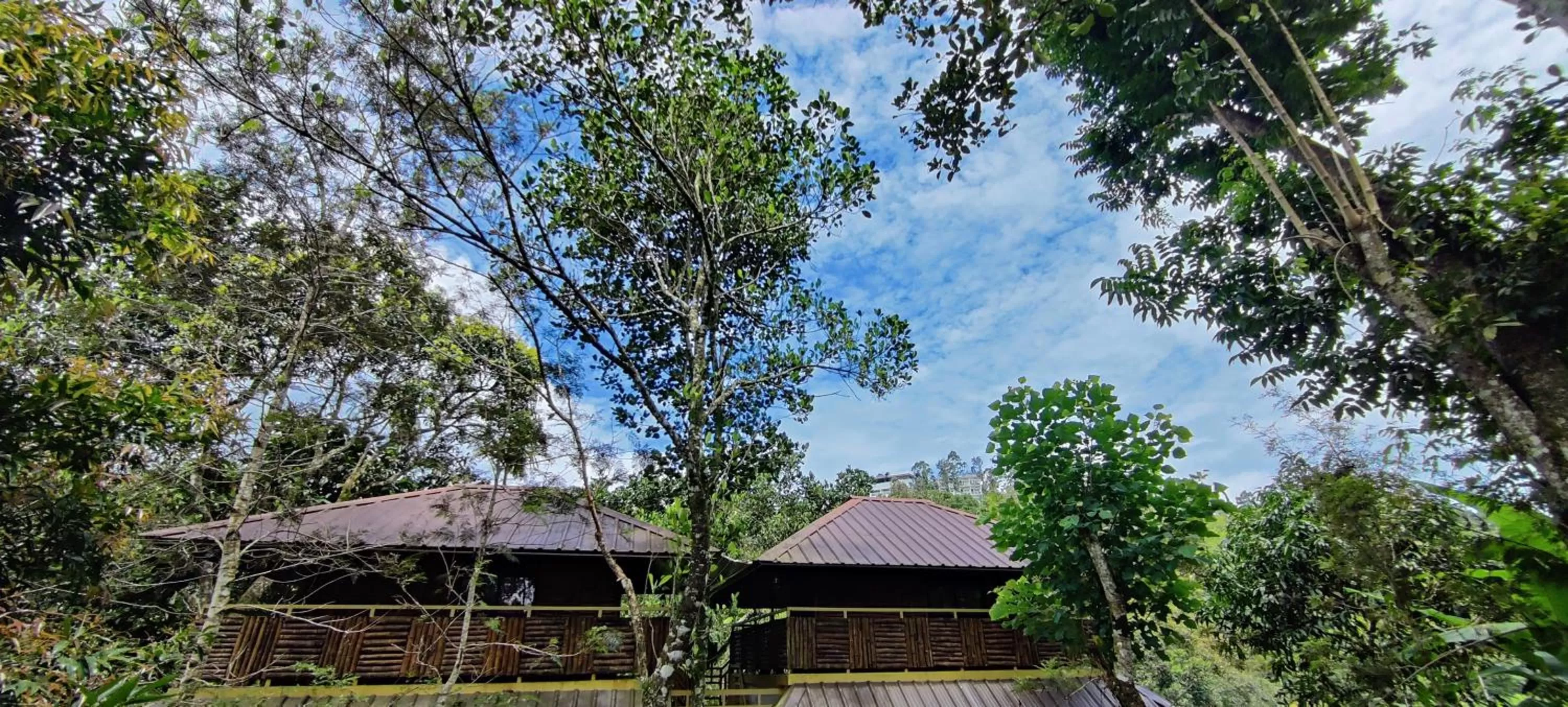 Property Building in Chalona Jungle Vibe