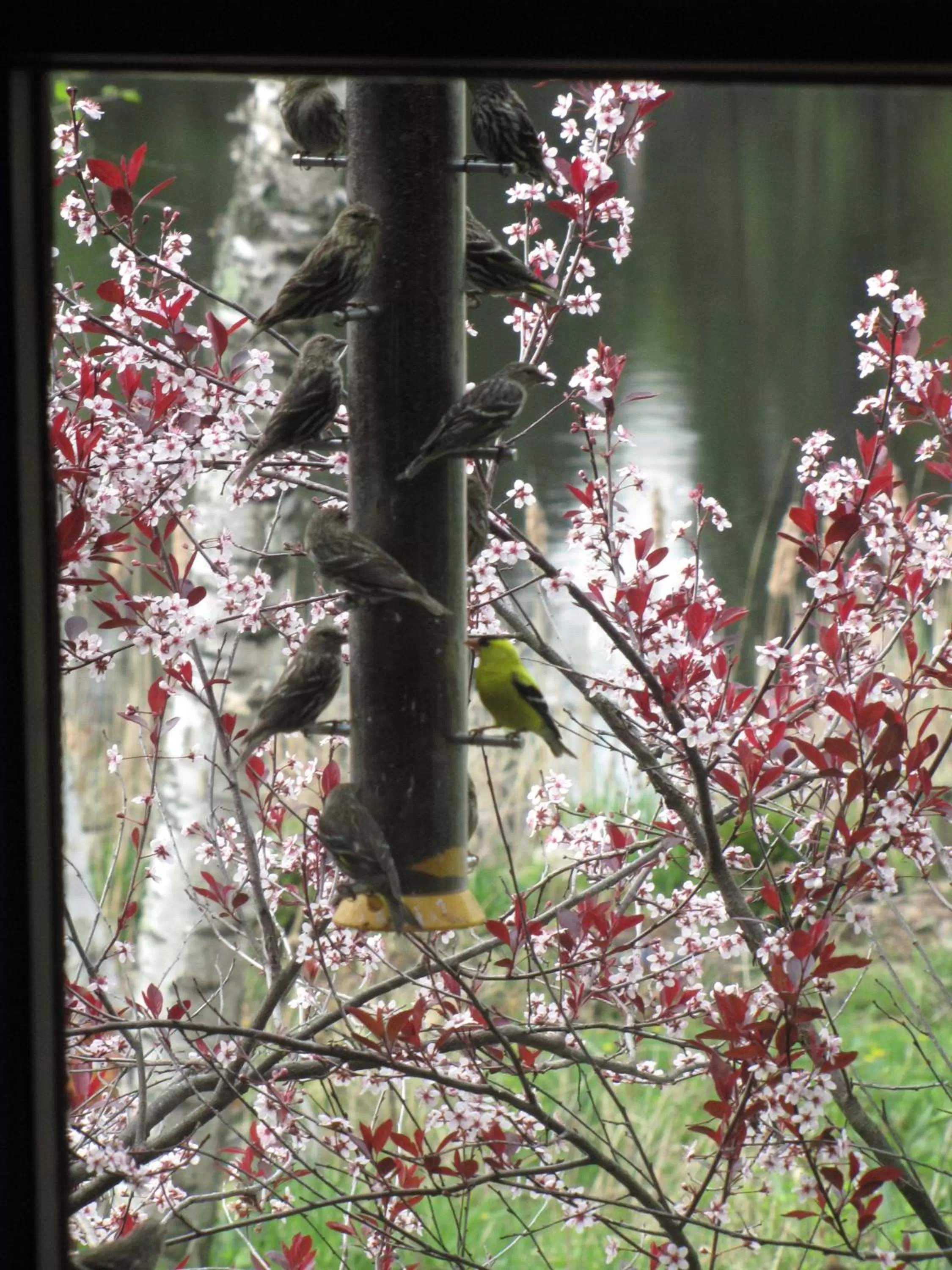 Animals, Other Animals in Shambhala Bed and Breakfast