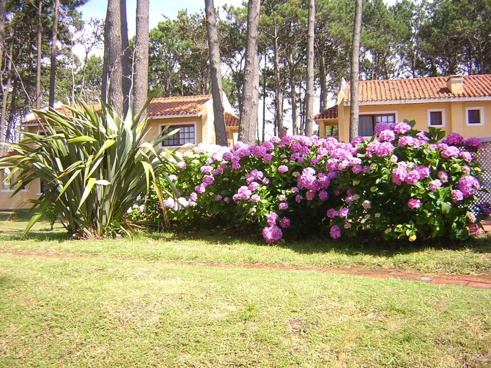 Garden in Pino Dorado