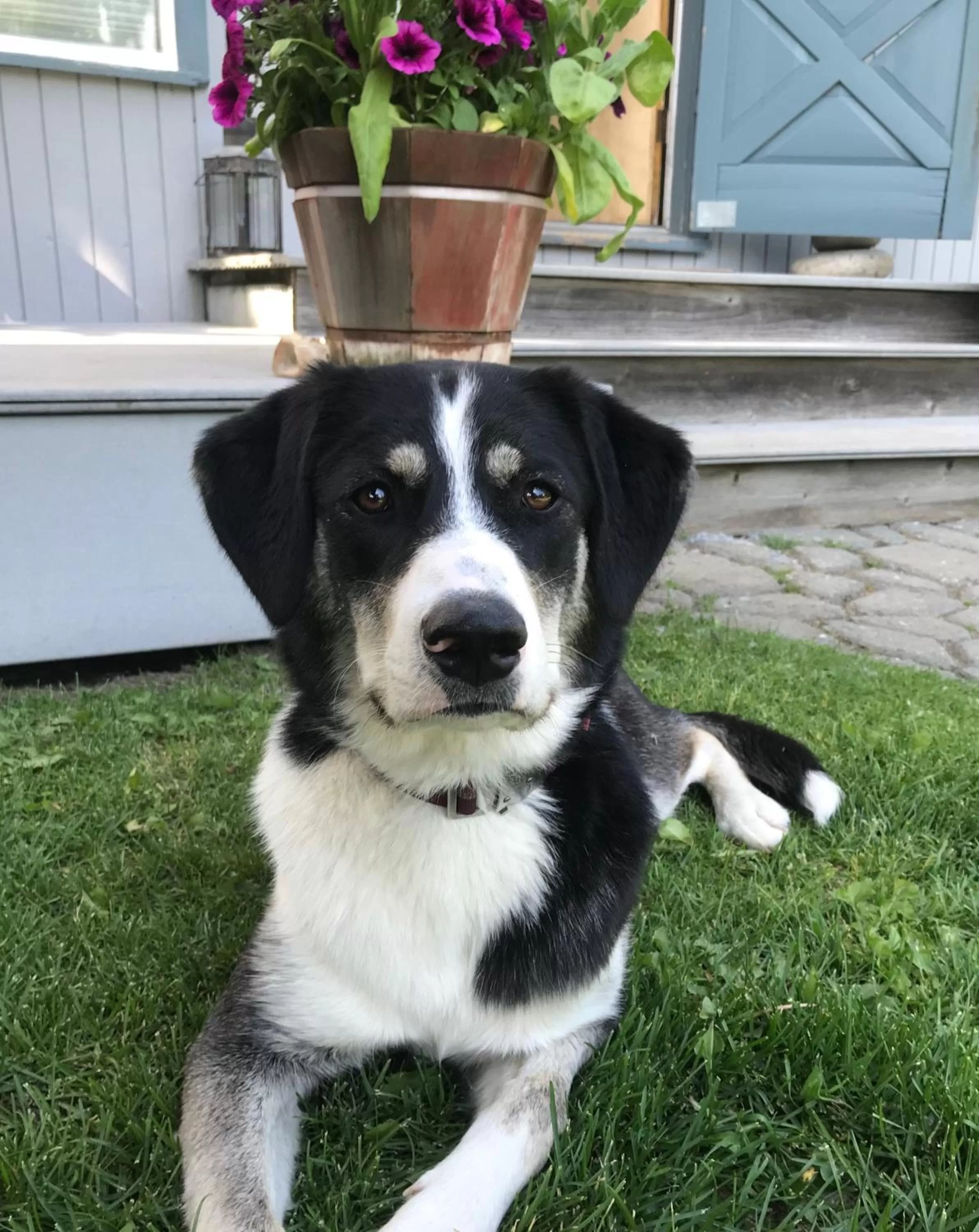 Pets in Gardenside Bed and Breakfast