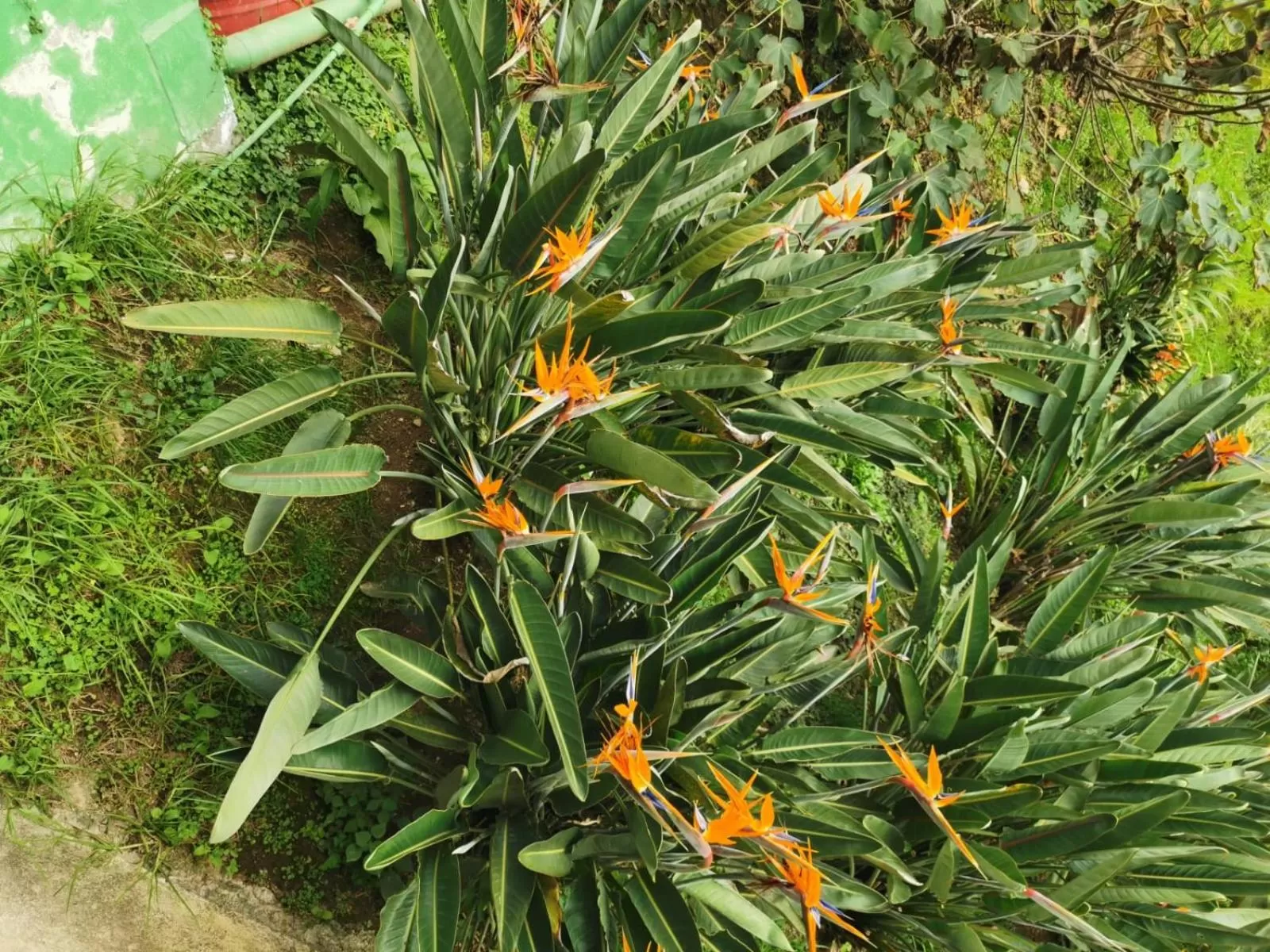 Garden view in Hotel San Jorge