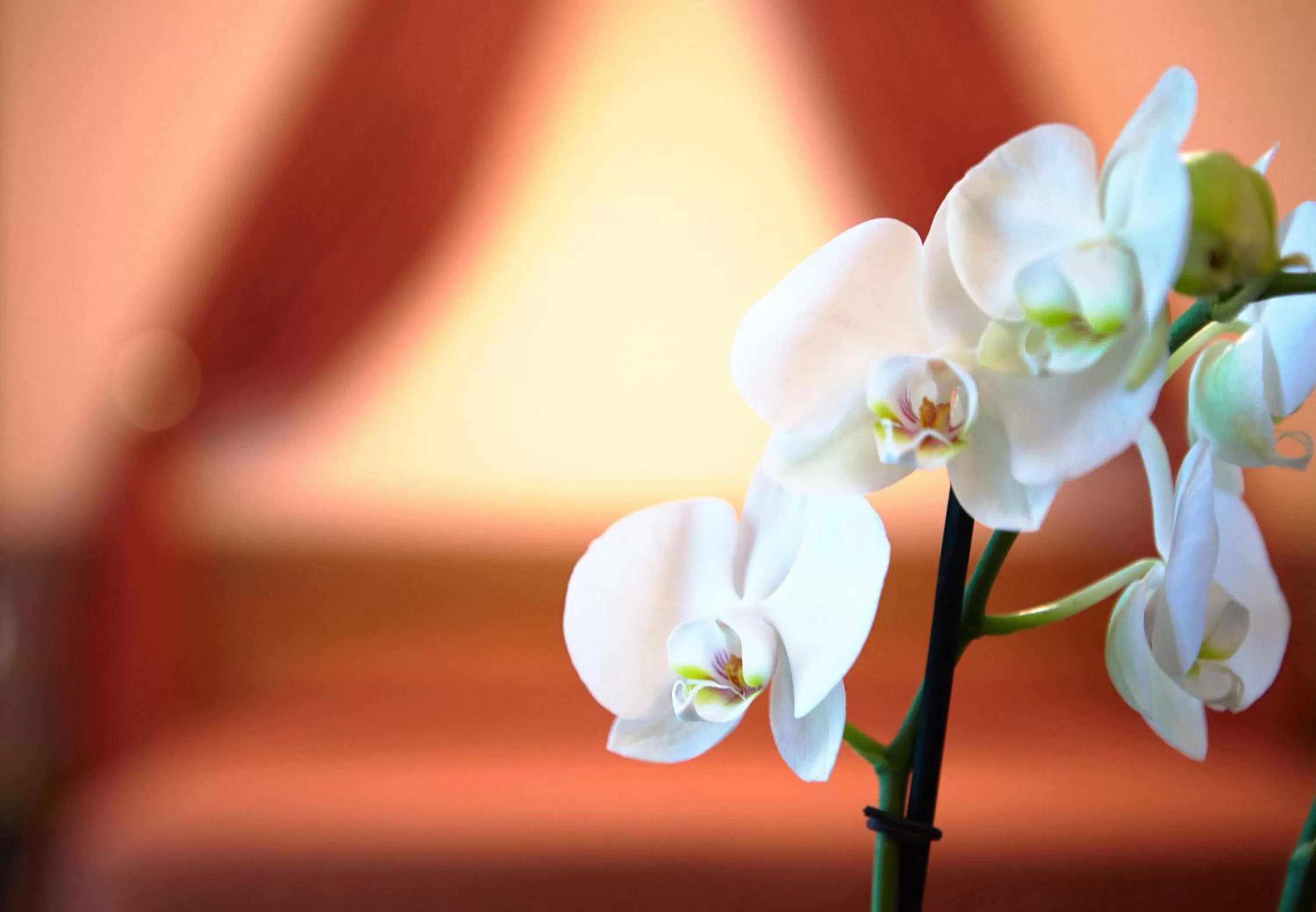 Decorative detail in Primhotel