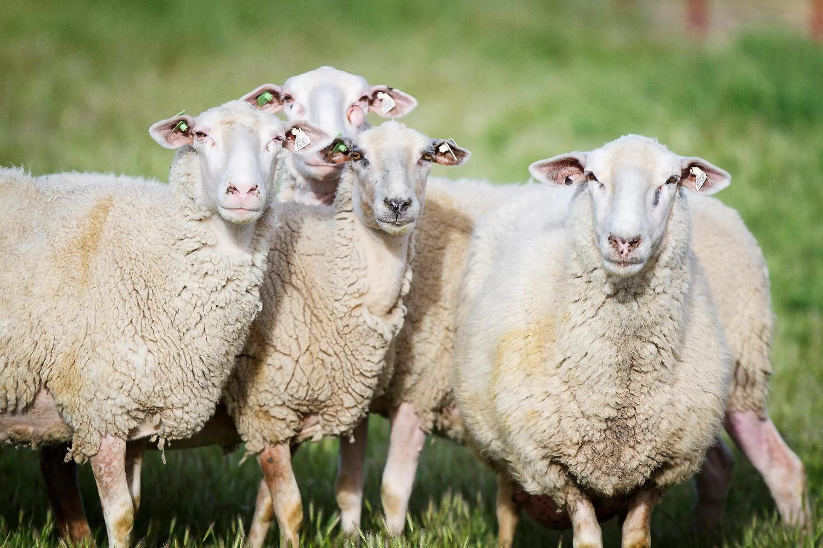 Other Animals in Rêves de Moutons