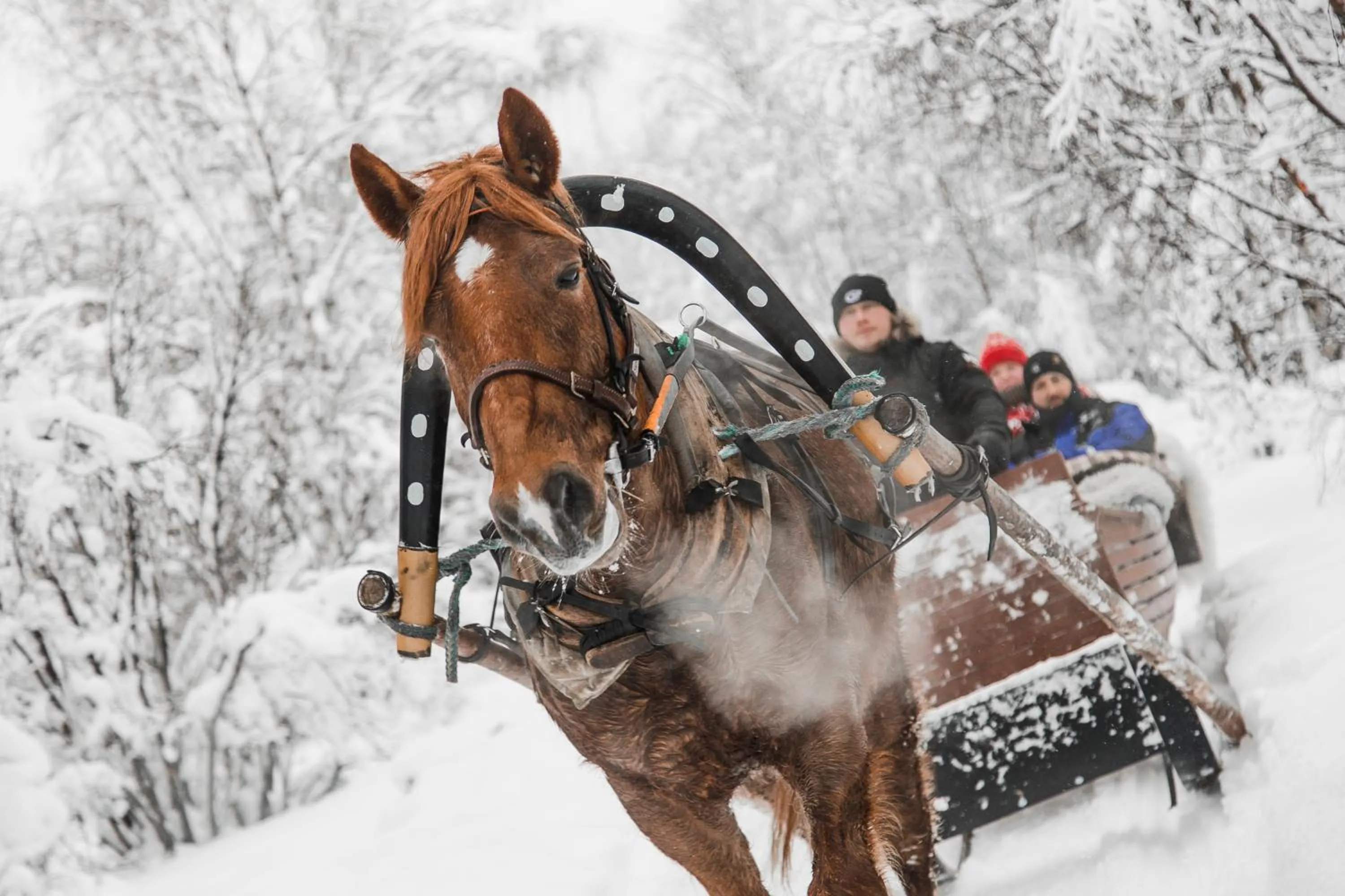 Activities in Aurora Village Ivalo