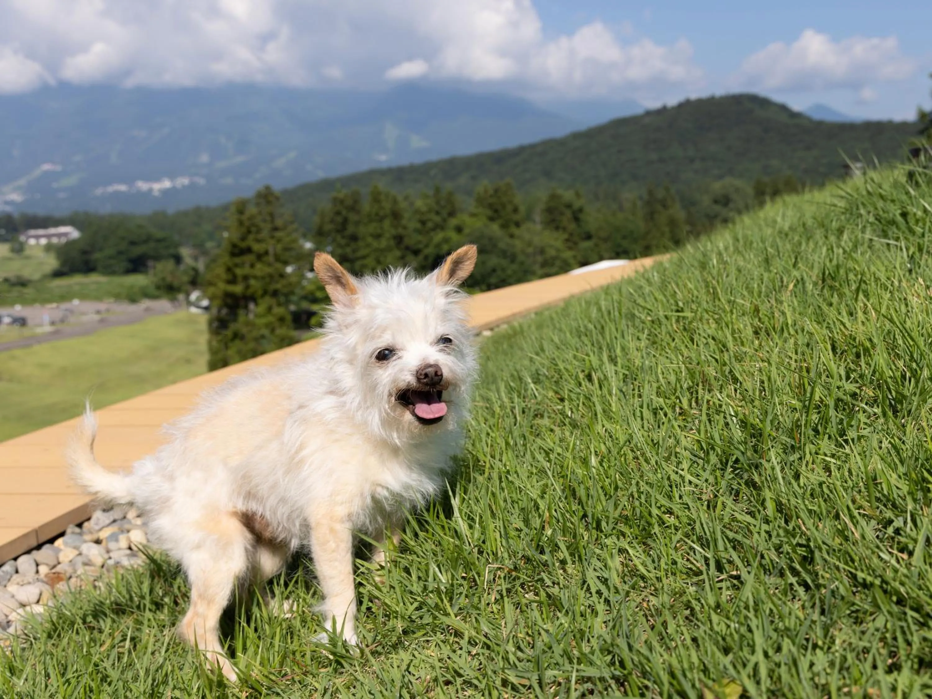 Animals in APA Hotel & Resort Joetsu Myoko