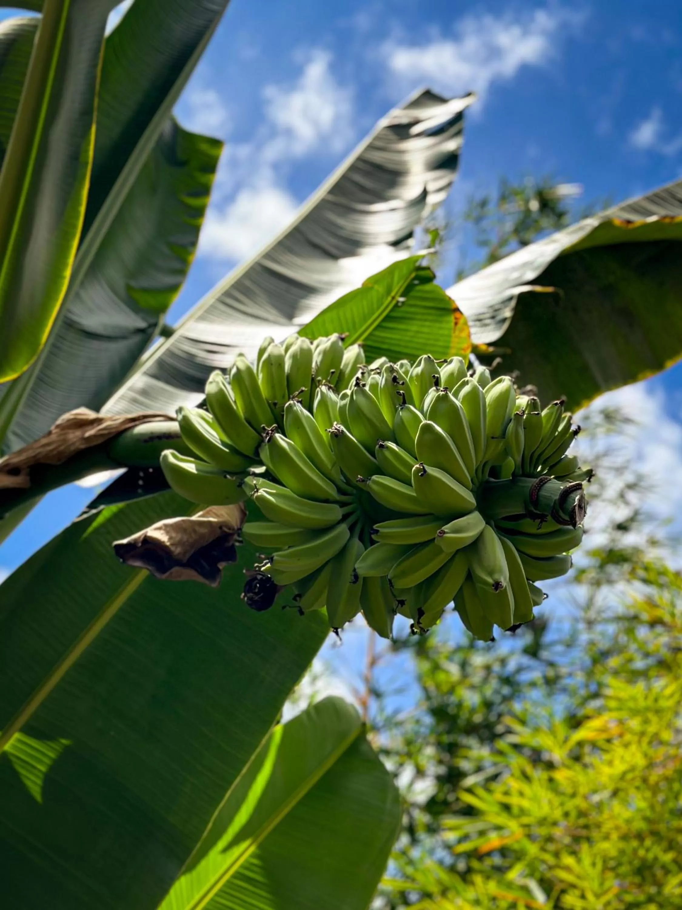 Garden in Alona Pawikan