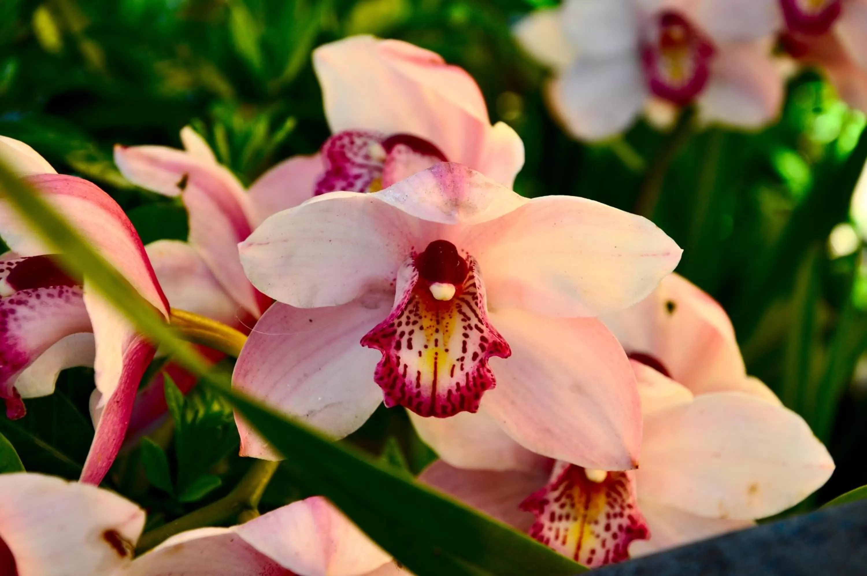 Garden in Locanda Villa Moderna