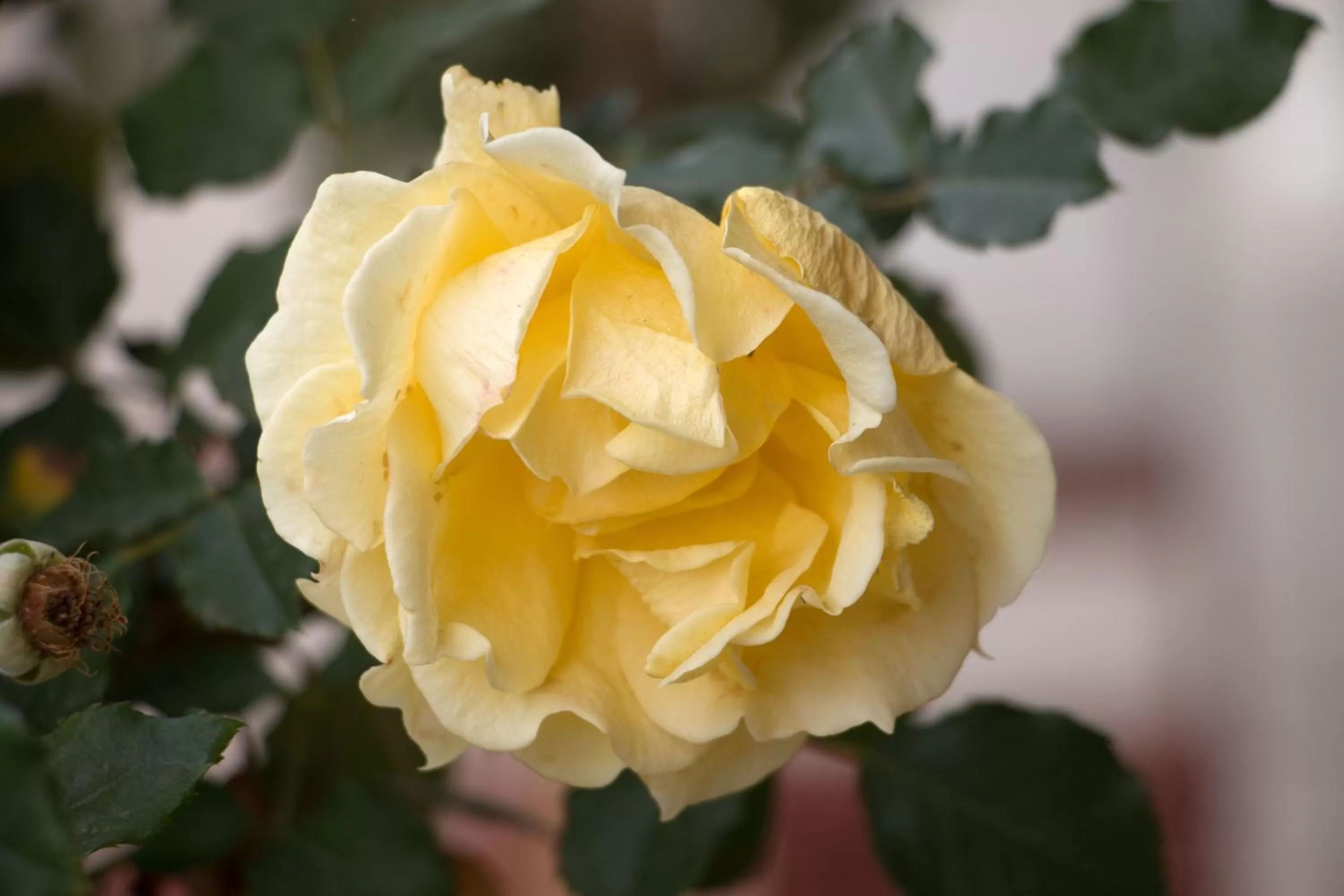 Garden in Highway Inn Motel