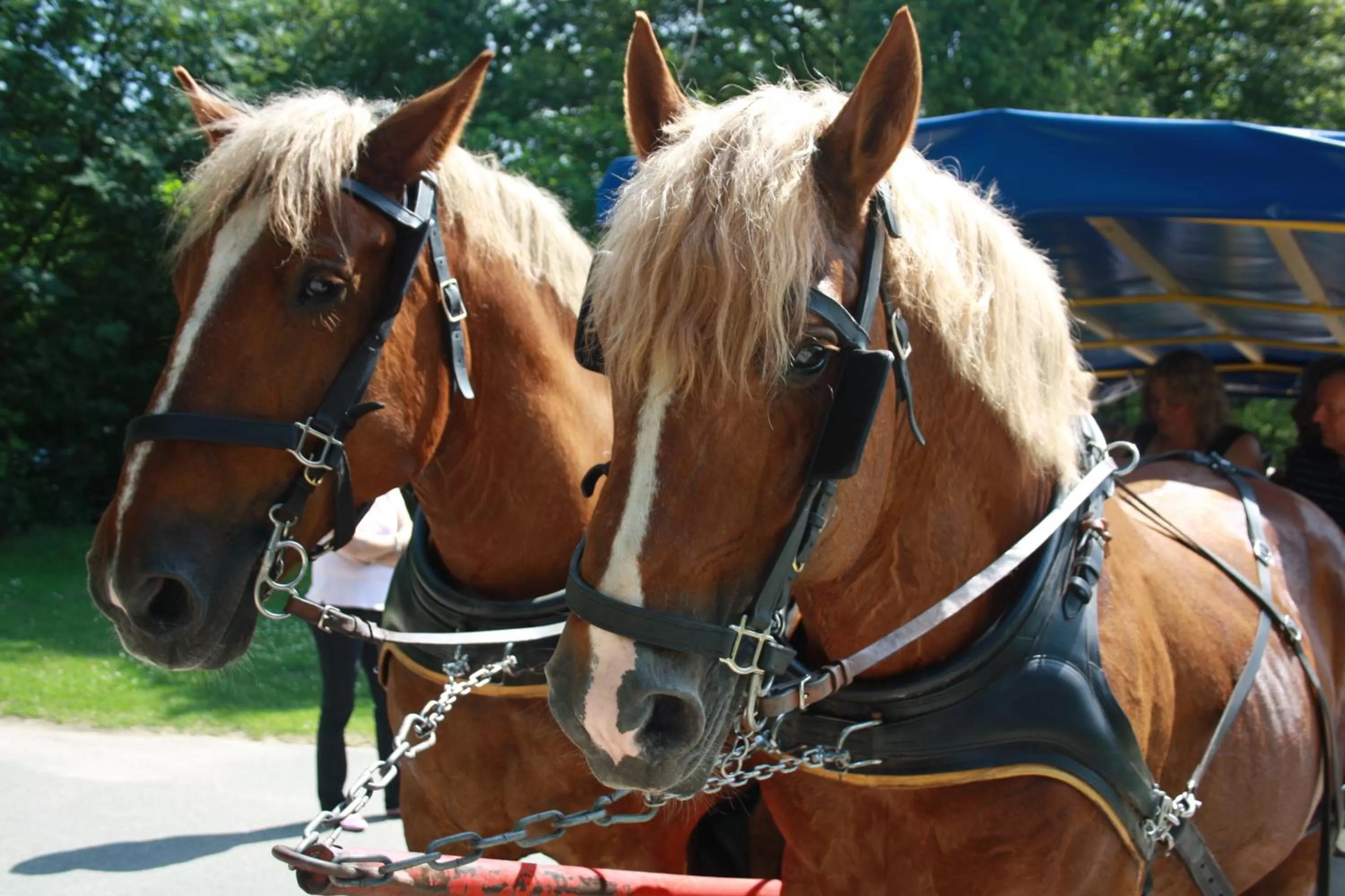 Day in Hotel Haus Hubertus