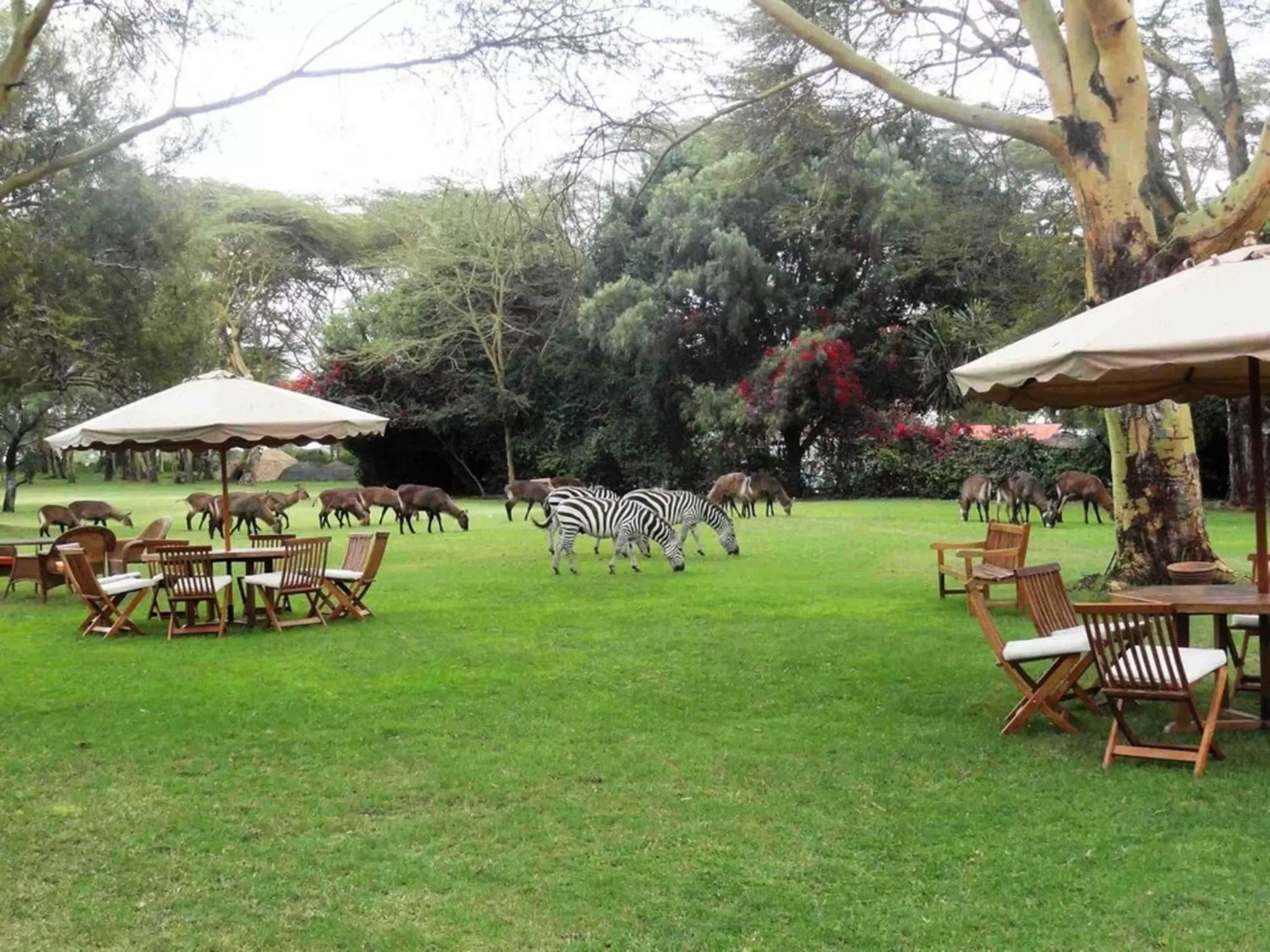 Garden in Muthu Lake Naivasha Country Club, Naivasha