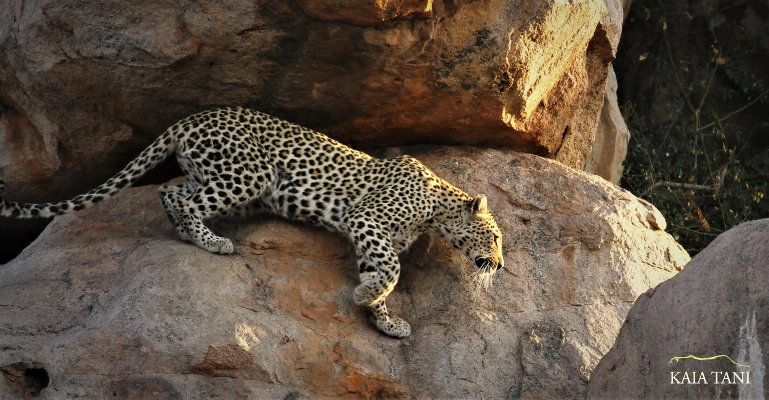 Animals in Kaia Tani Exclusive Guesthouse