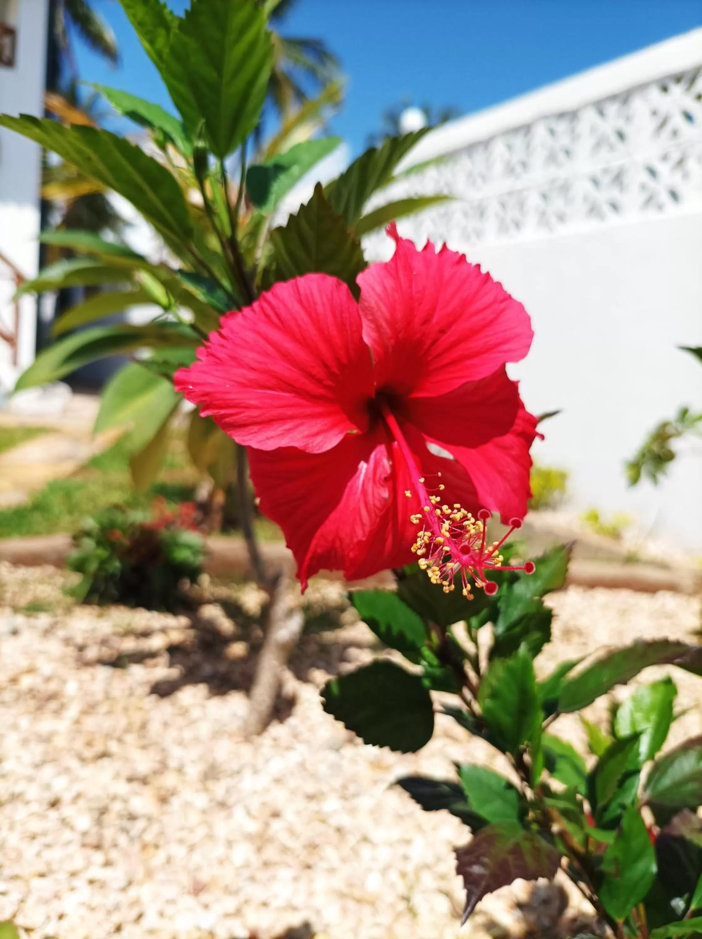 Garden in Zanzicrown