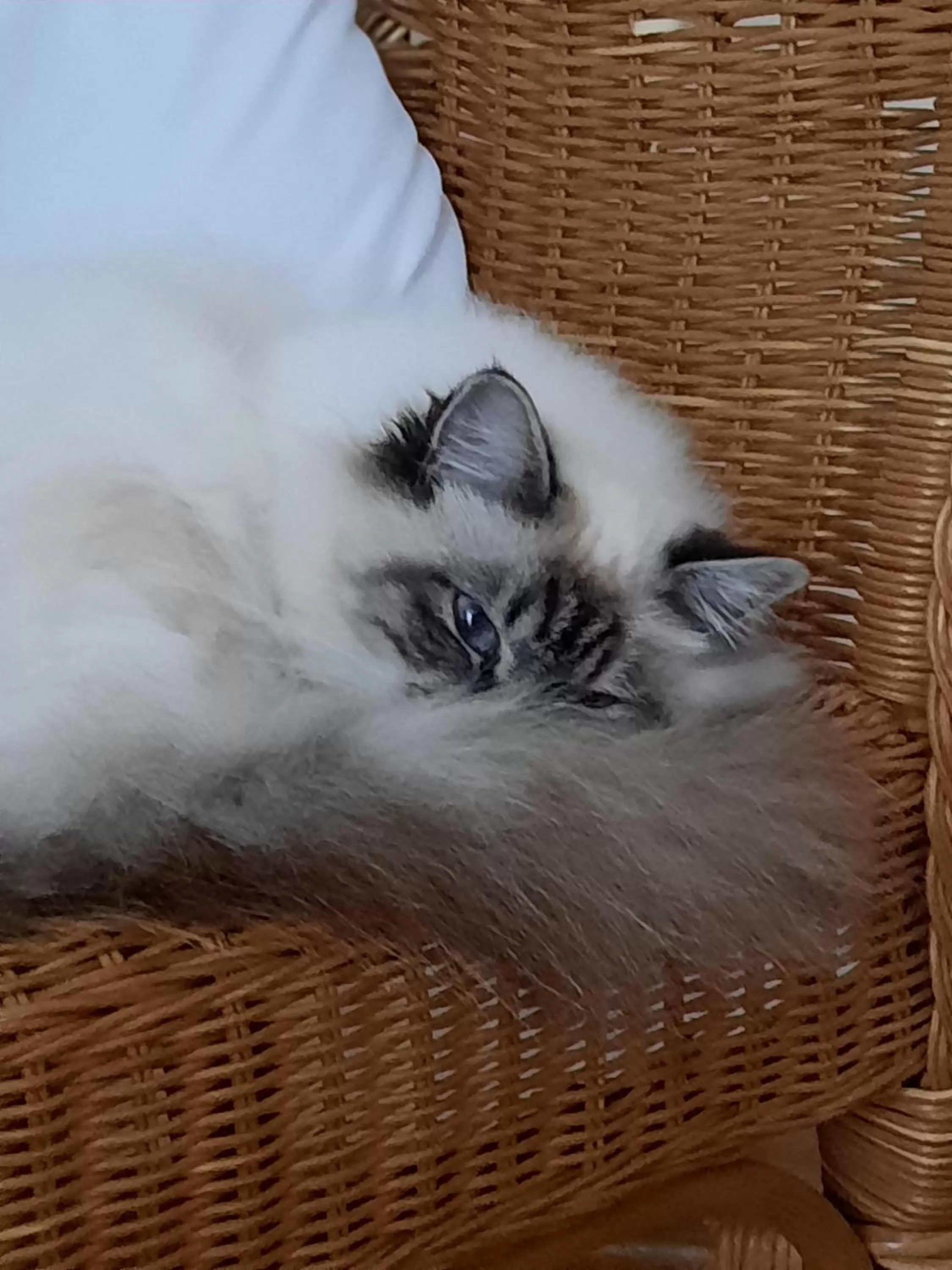 Other, Pets in L'instant bleu