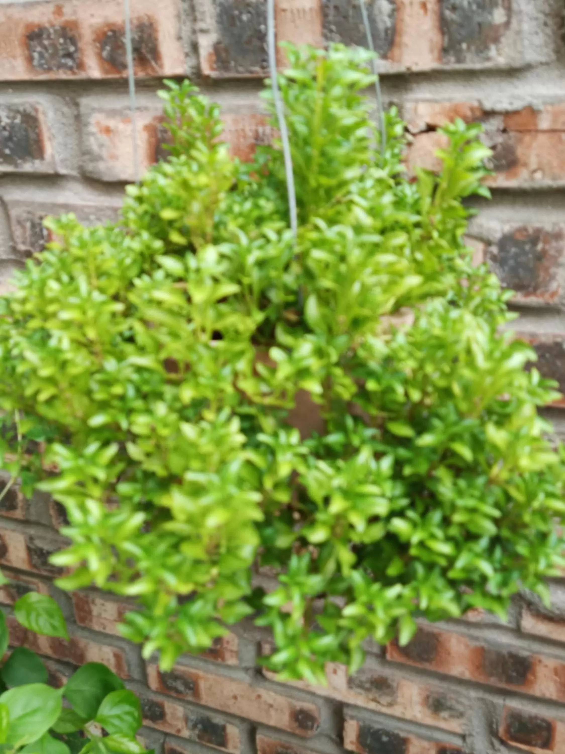 Day in Green Space Homestay