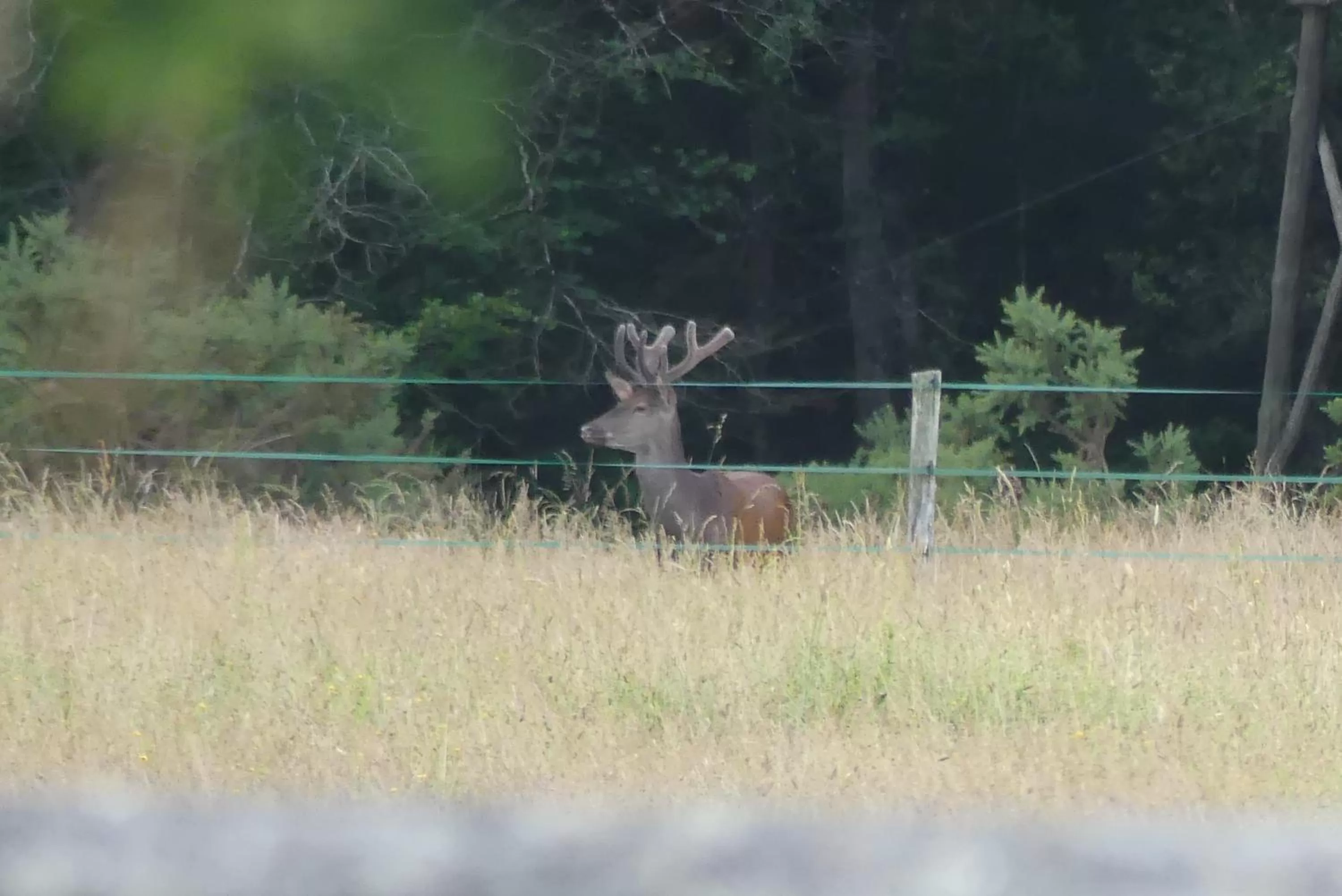 Other Animals in Chambres et Table d'Hôtes Les Machetières
