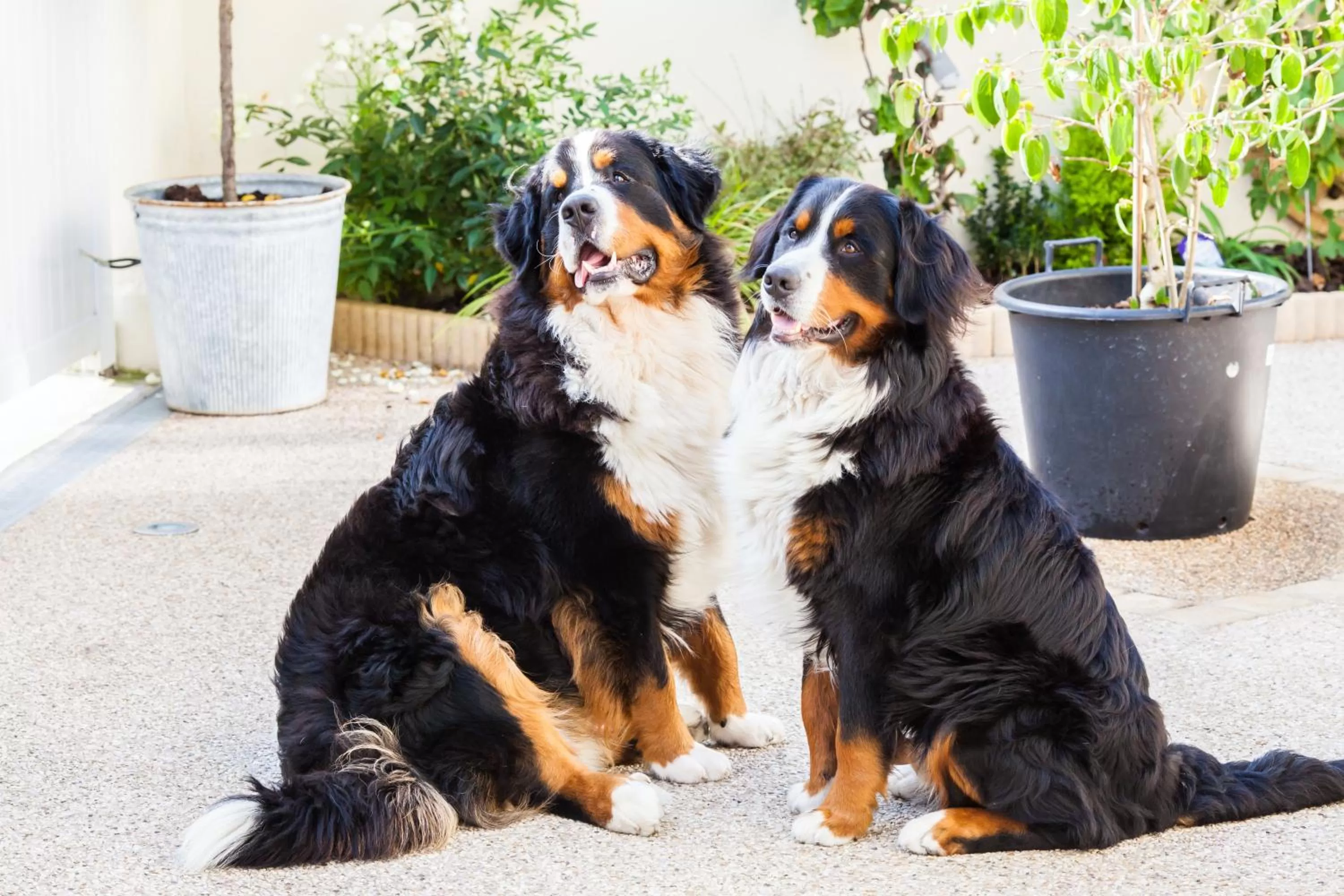 Animals, Pets in Chambres d'hôtes Nuits Campagnardes