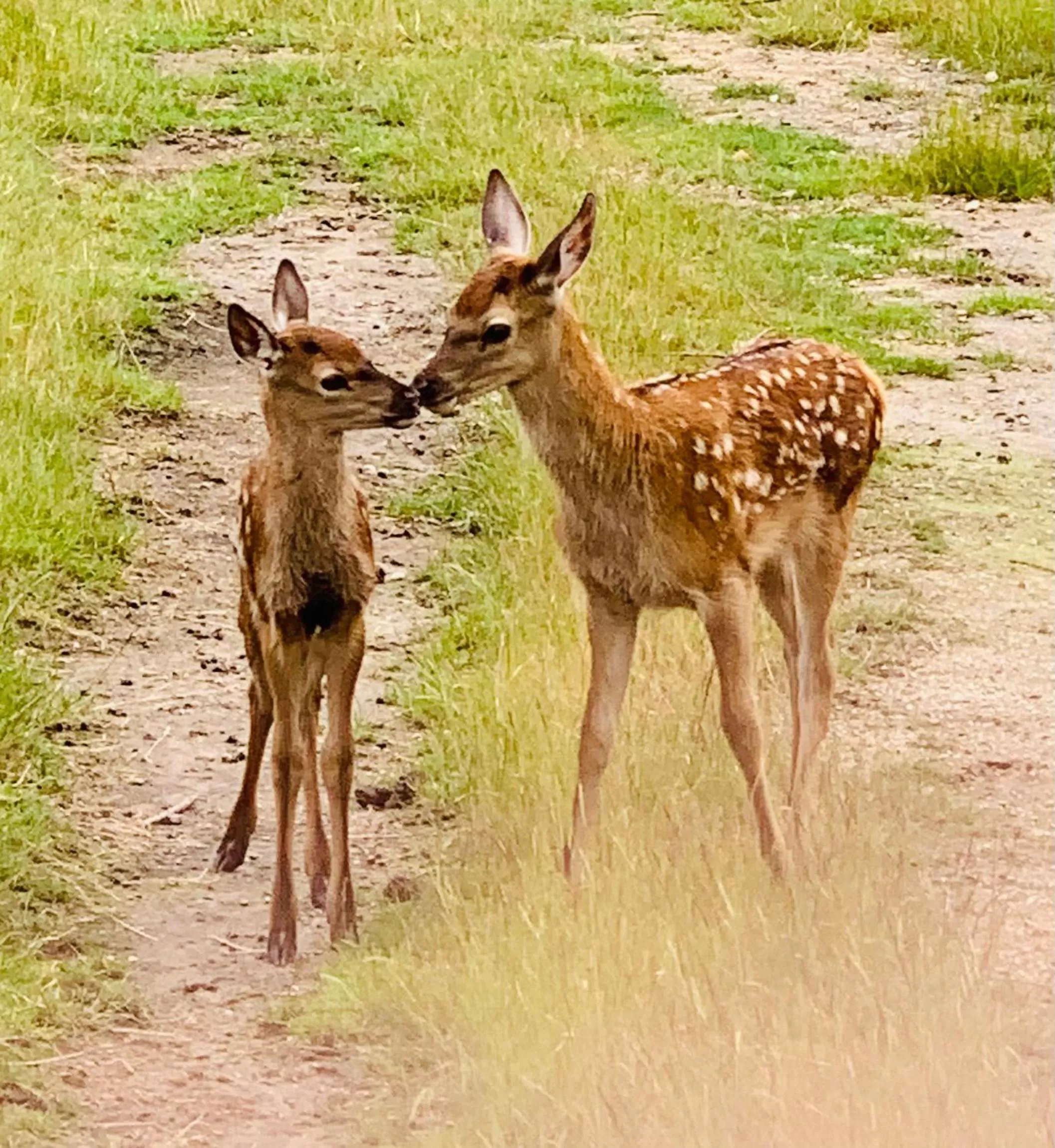 Animals in Hilltop Whakaipo Estate