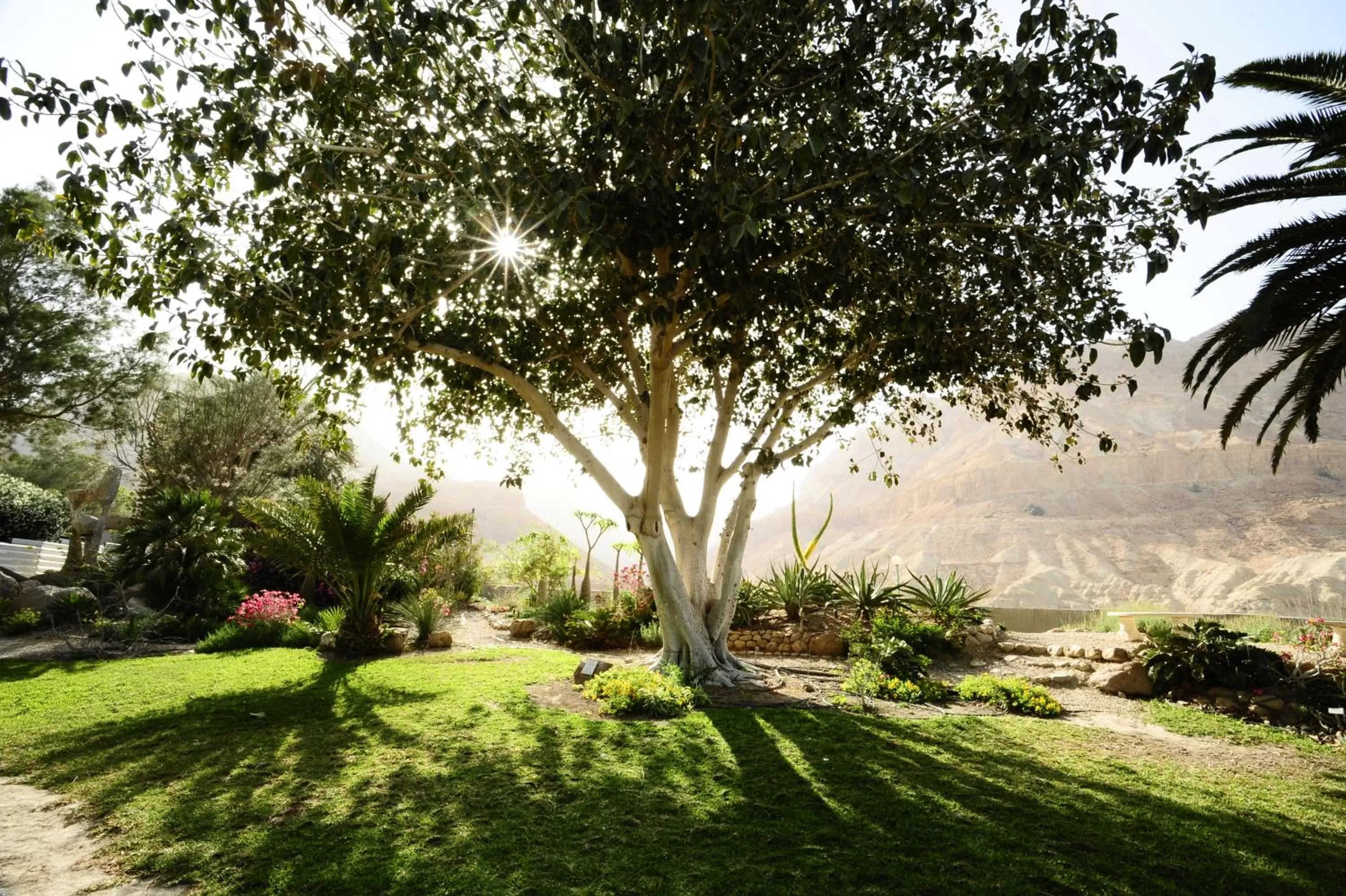 Landmark view in Ein Gedi Kibbutz Hotel