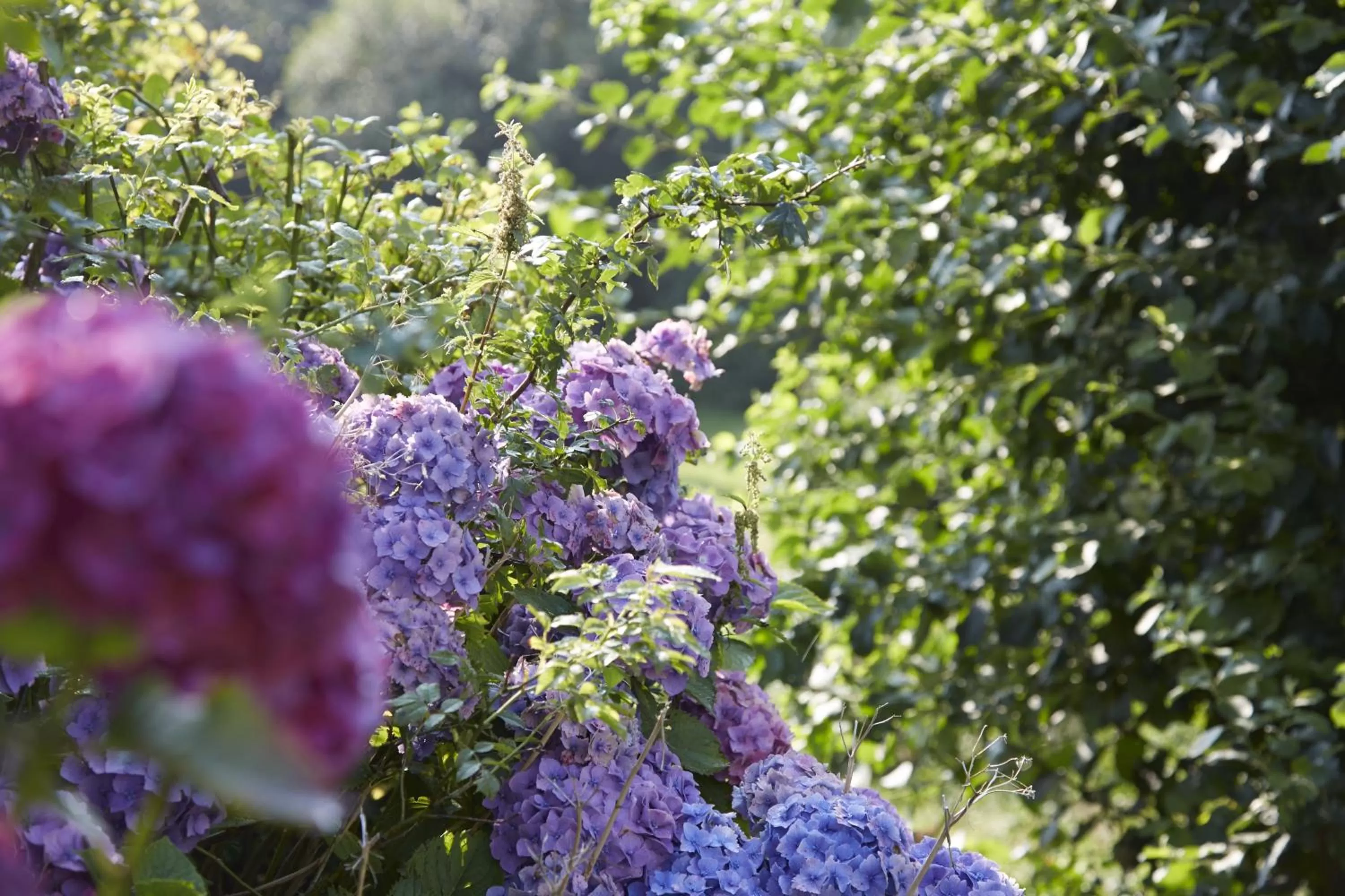 Garden view in nordica Hotel Berlin