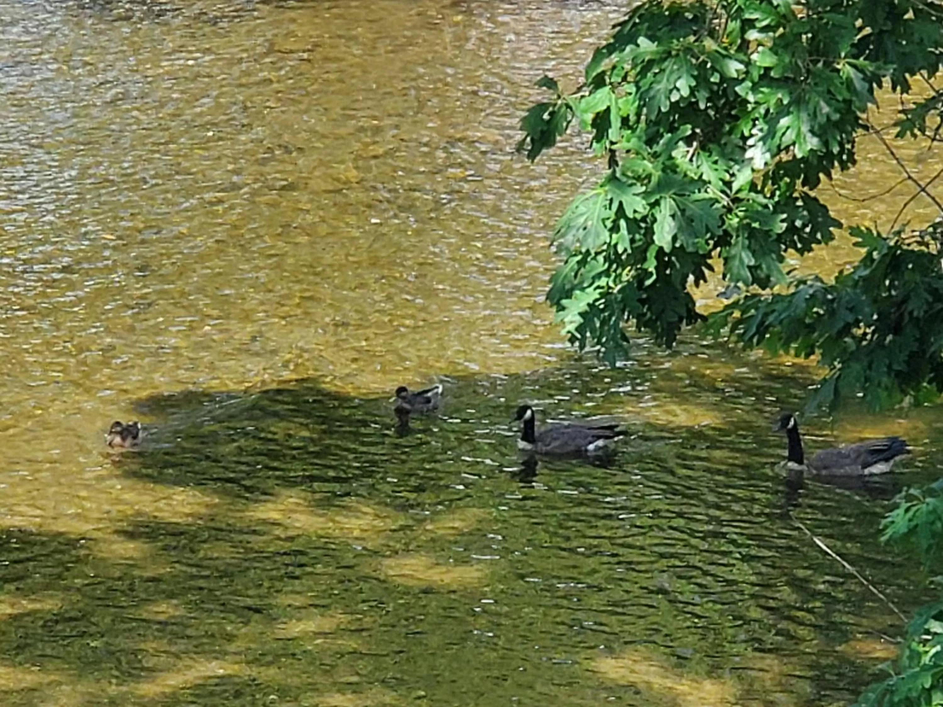 Animals in Colonial House Motel