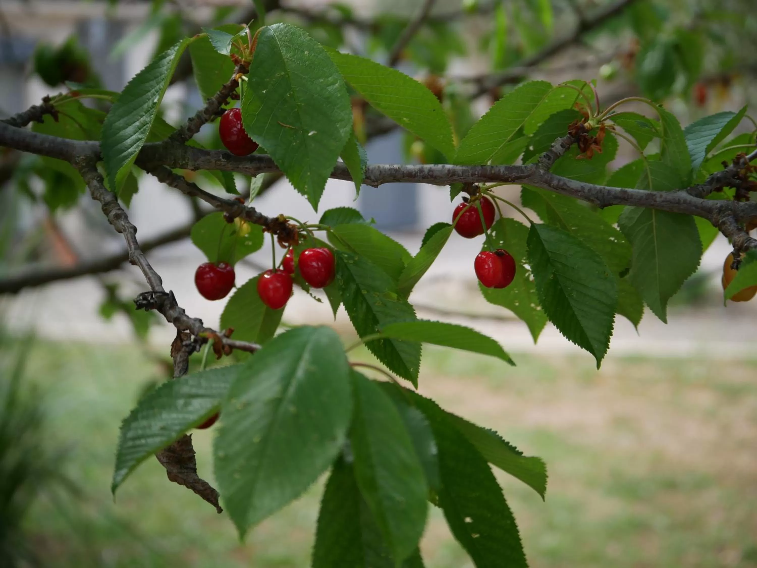 Spring in La Bastide du Mûrier
