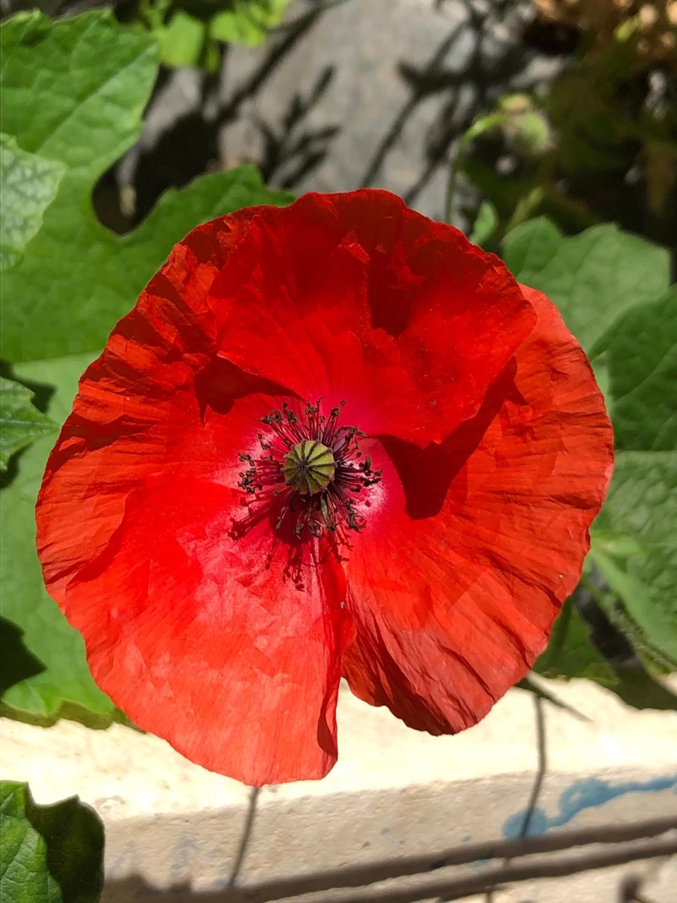 Patio in BnB Chantevent