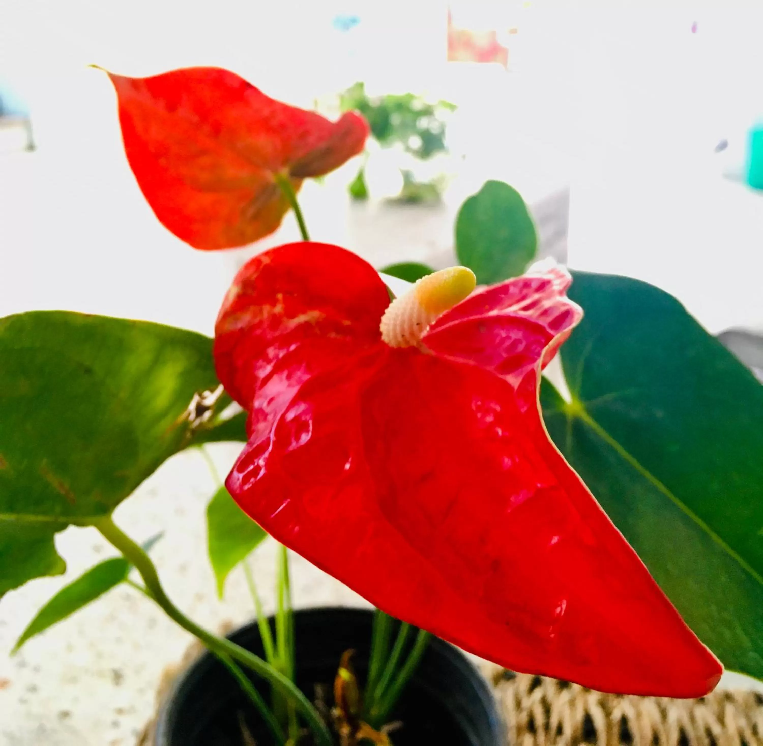 Garden in Hotel Posada Edem