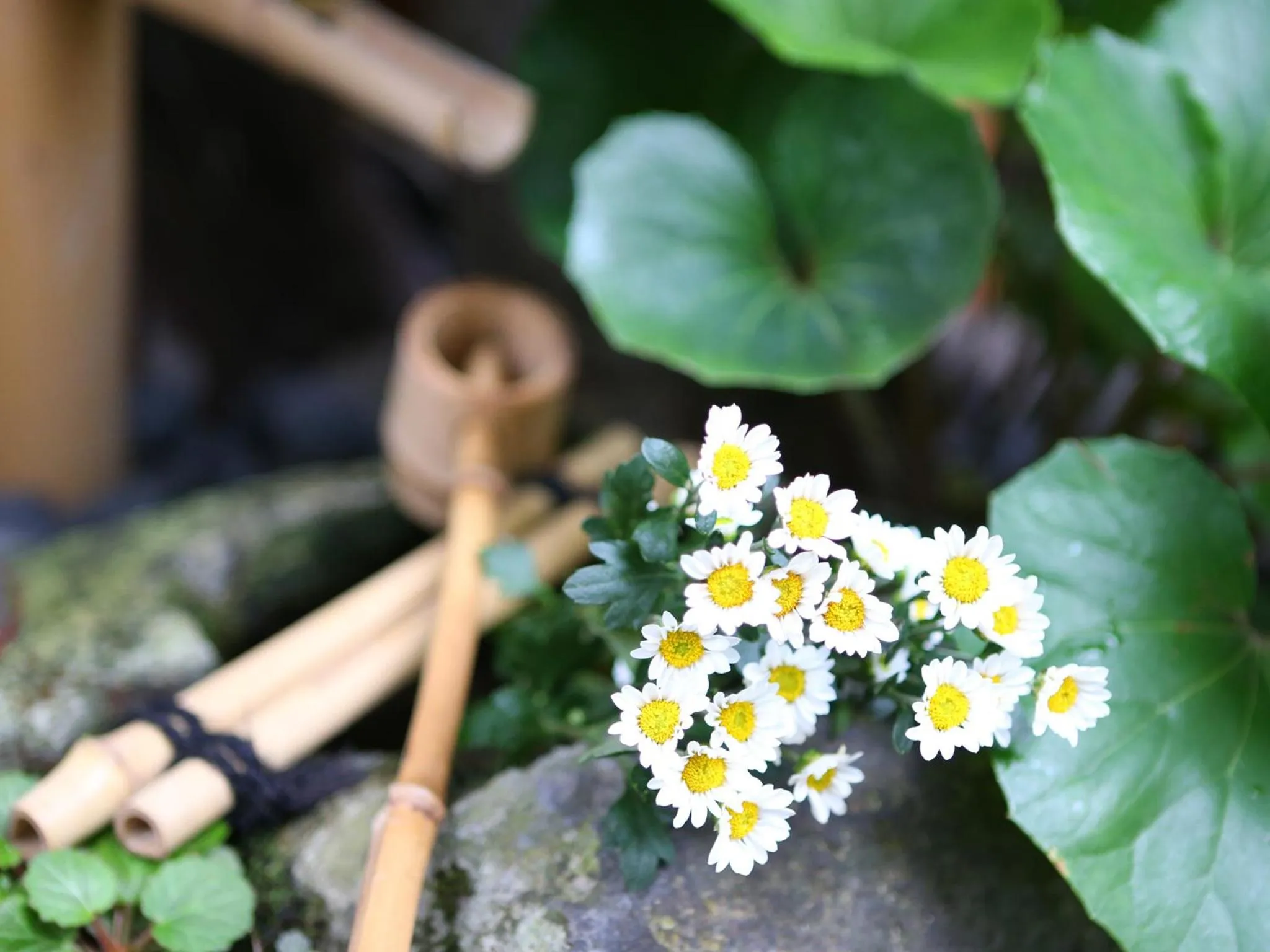 Spring in Ryokan Kamogawa Asakusa