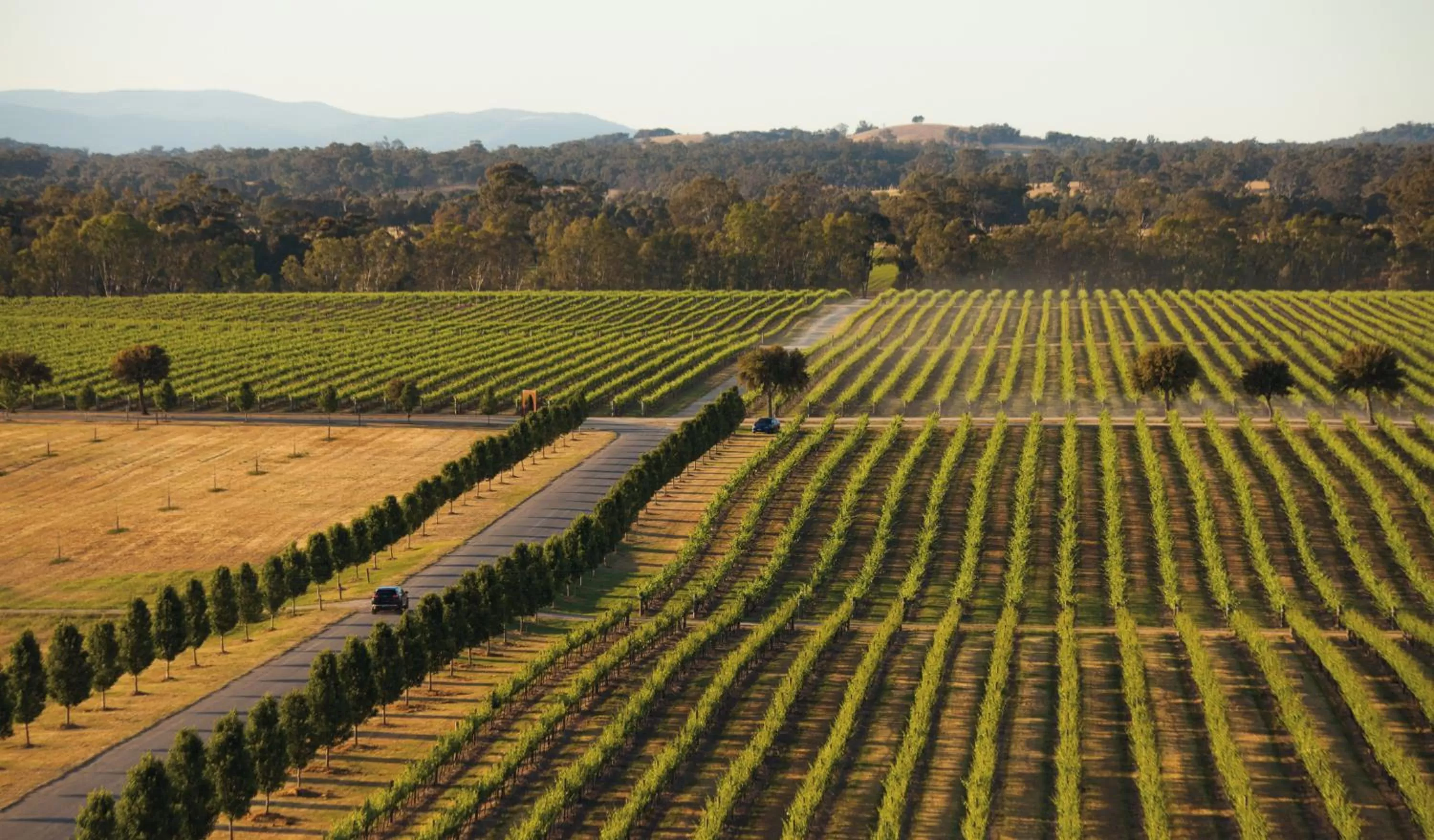 On site in The Mitchelton Hotel Nagambie