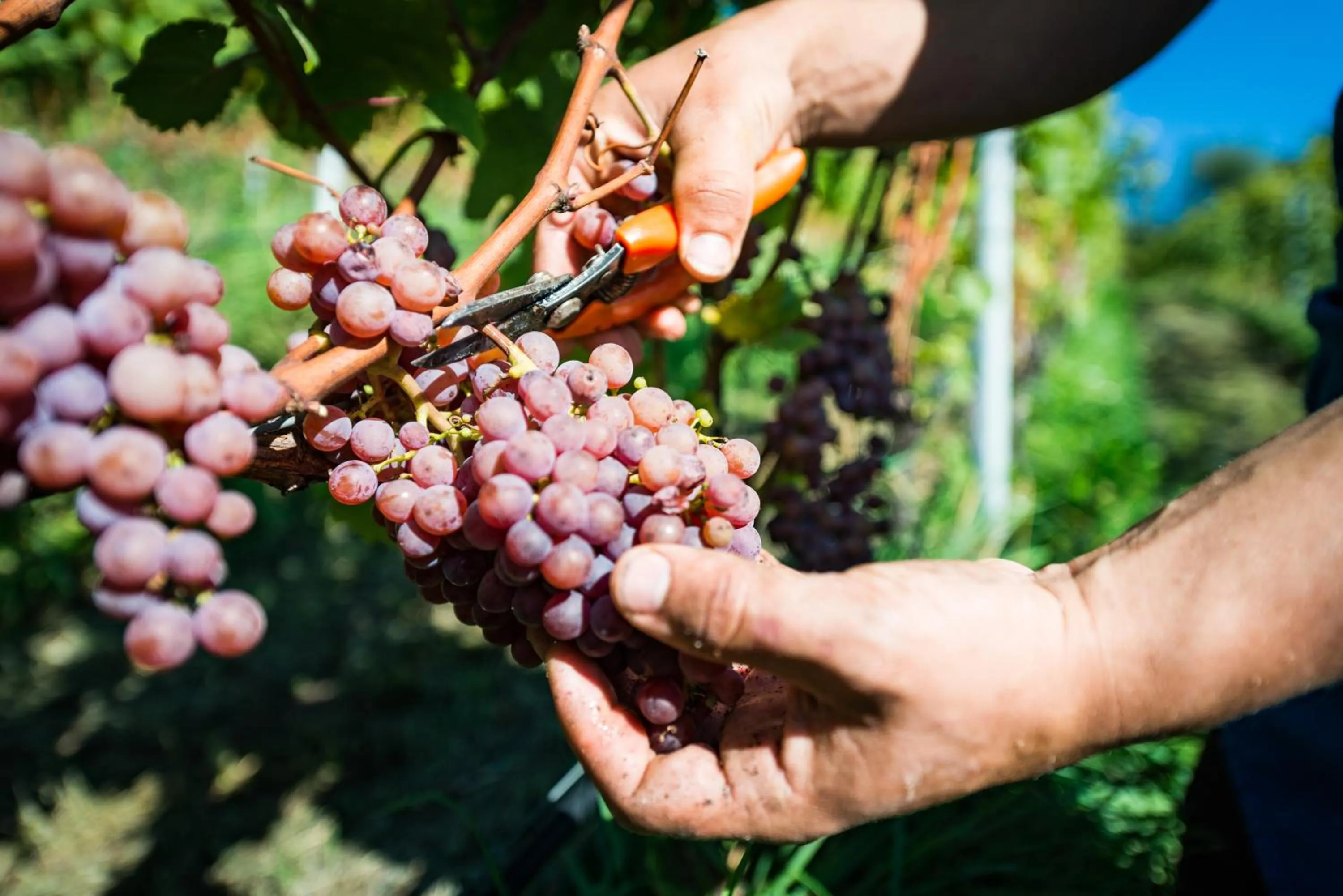 Natural landscape in Hotel Plattenhof