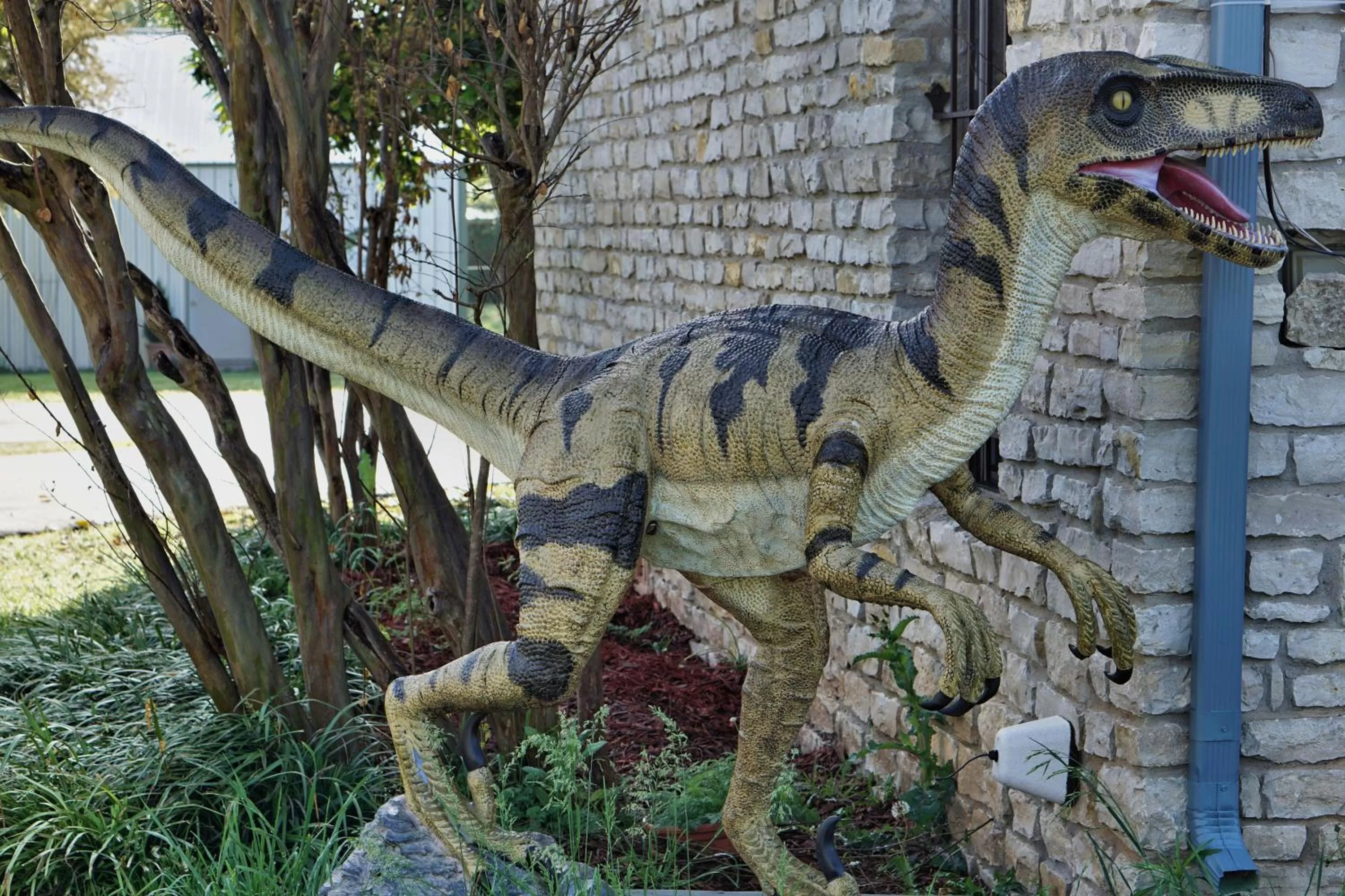 Other Animals in Live Oak B&B